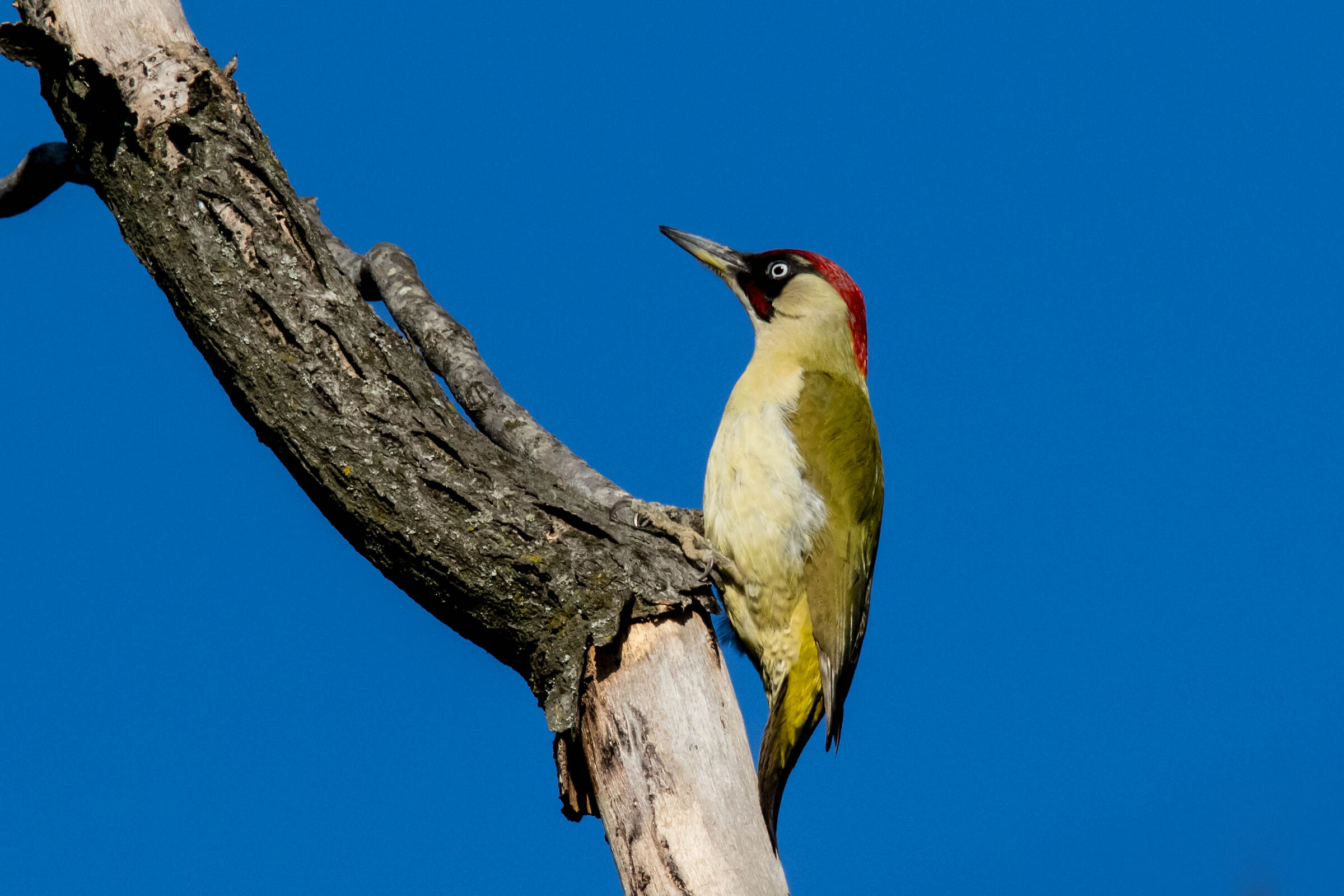 Green Woodpeckers at dawn