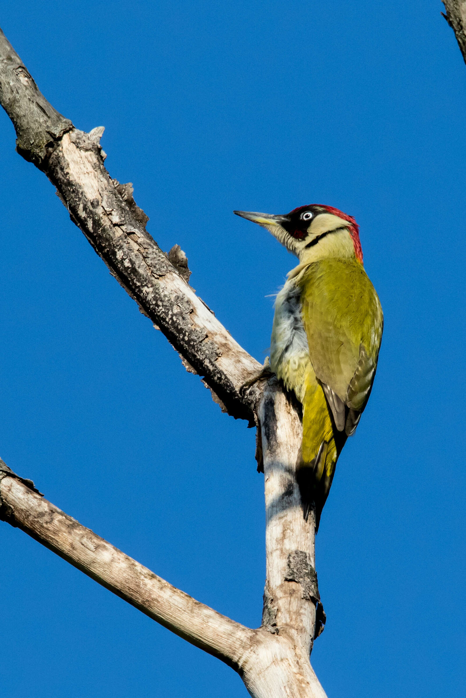Green Woodpeckers at dawn 2