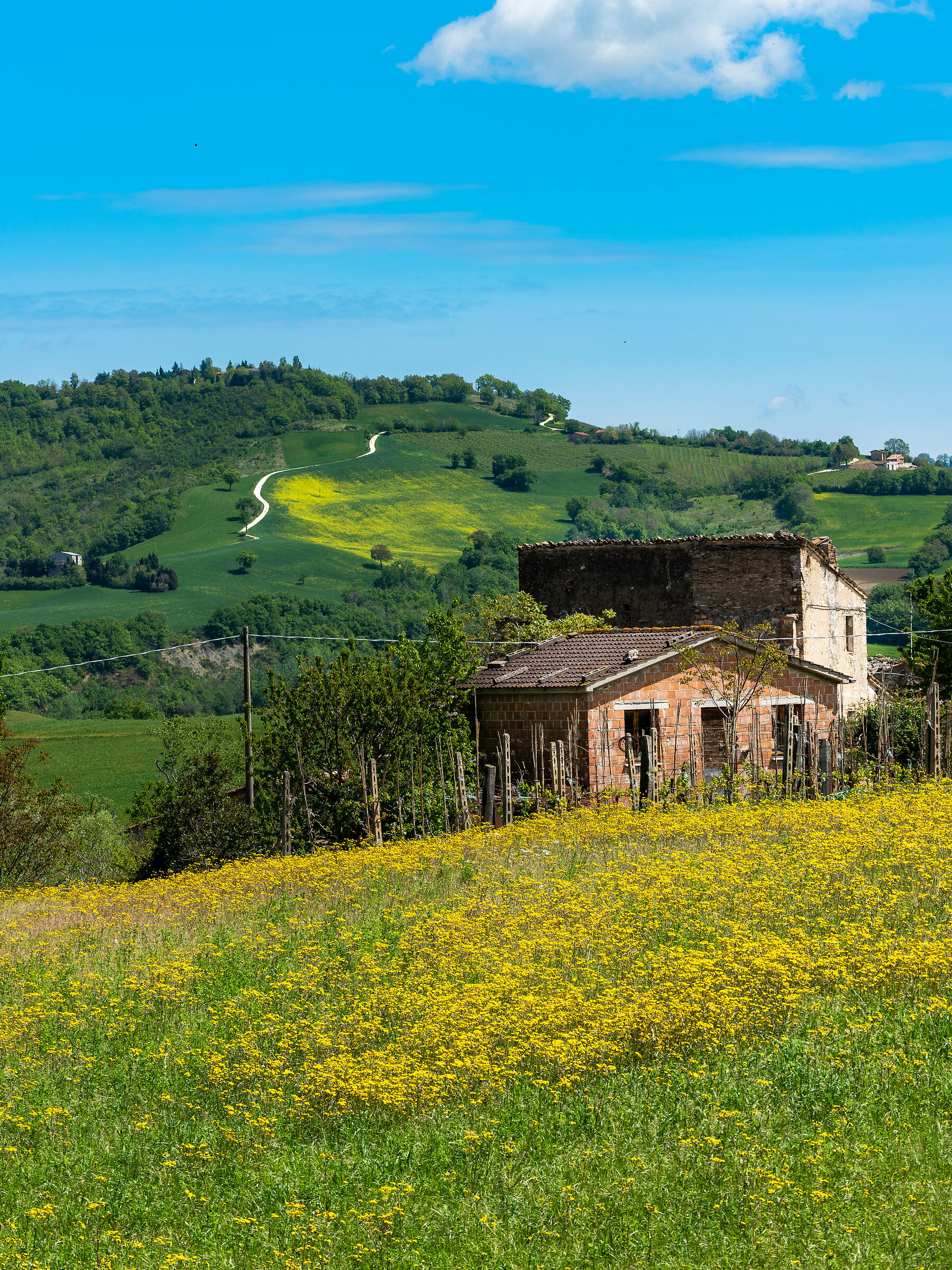 Impressione campestre