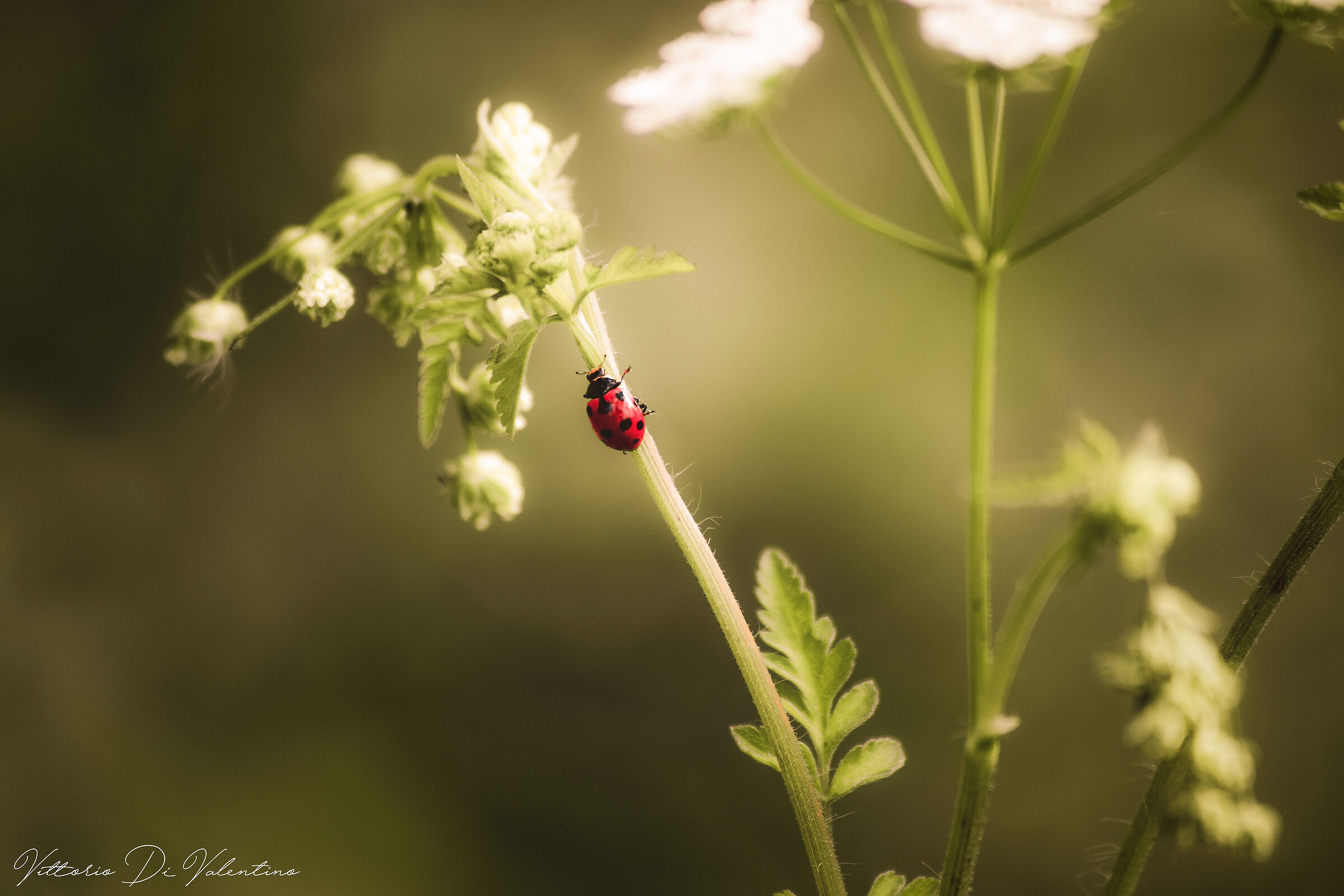 Ladybug
