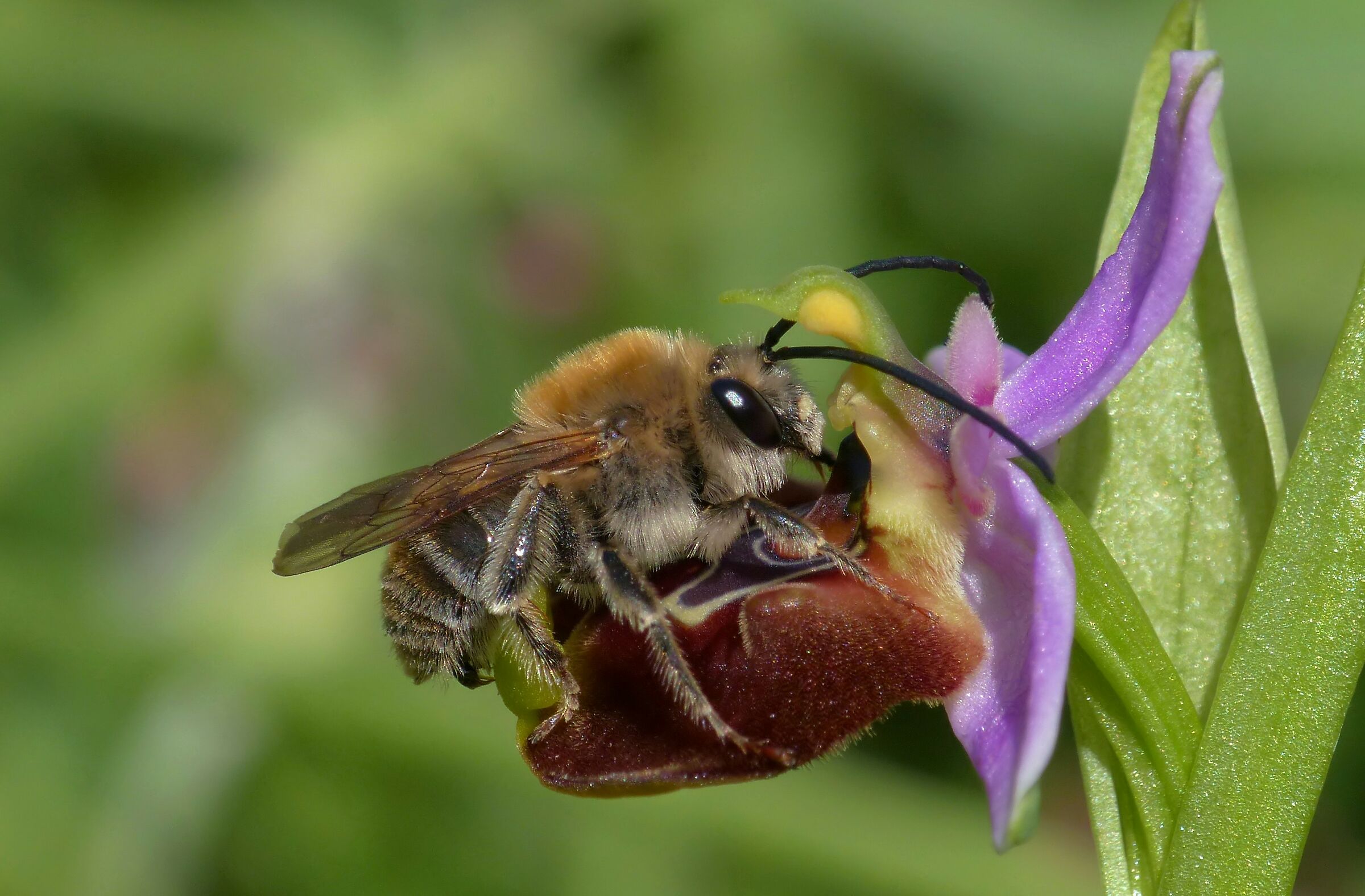 Ophrys paolina con Eucera sp.