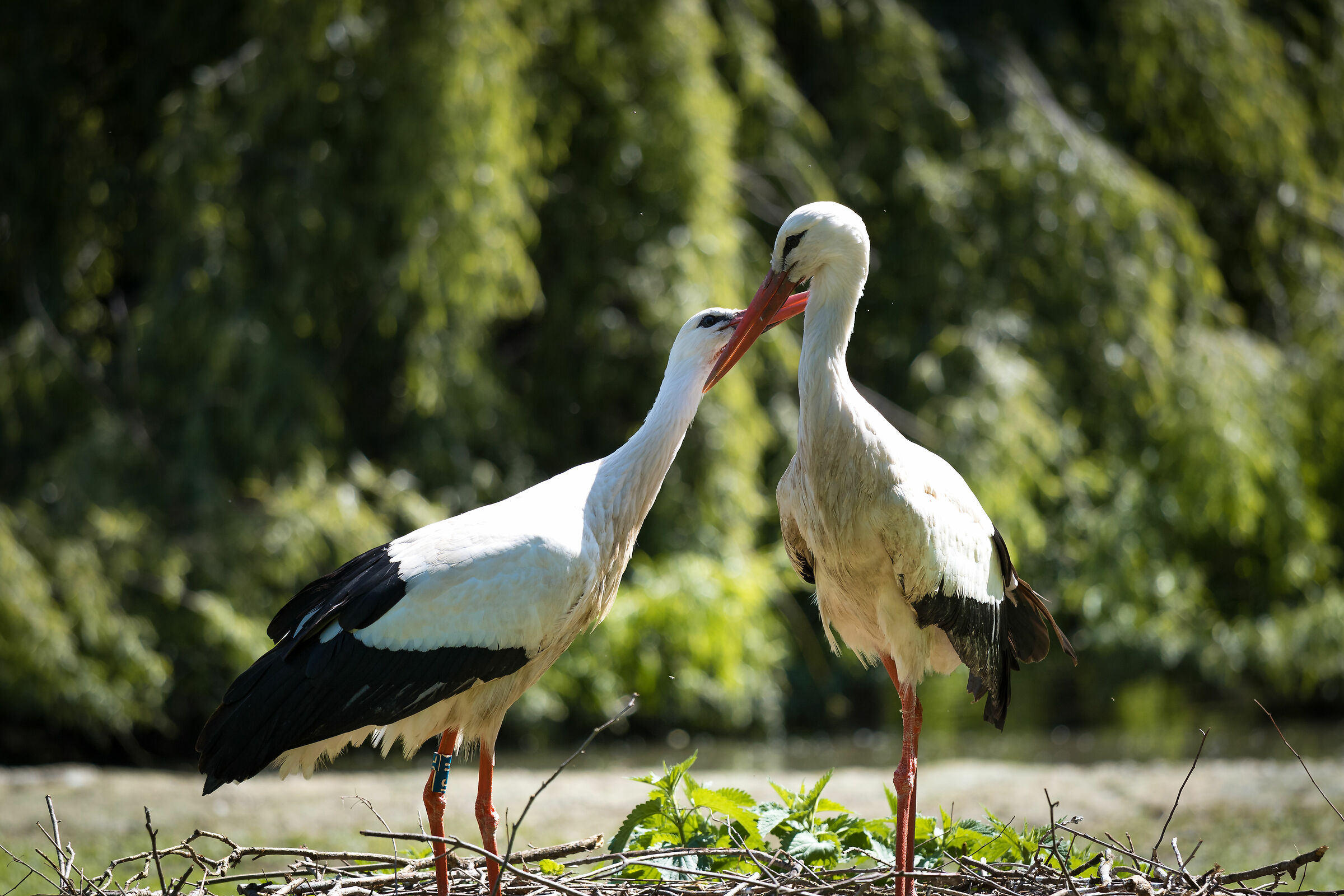 Coppia di Cicogne
