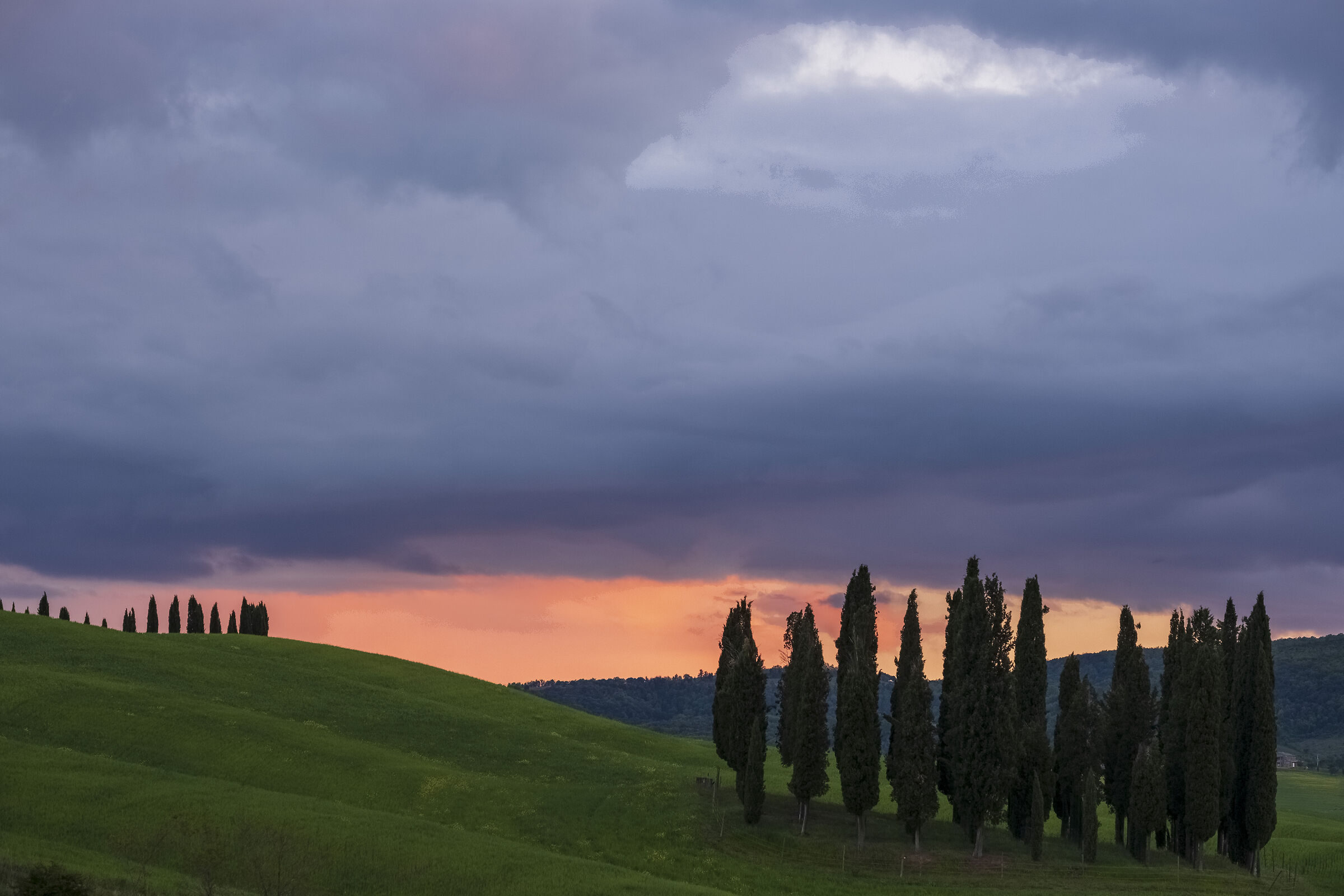 Cipressini di San Quirico at sunset