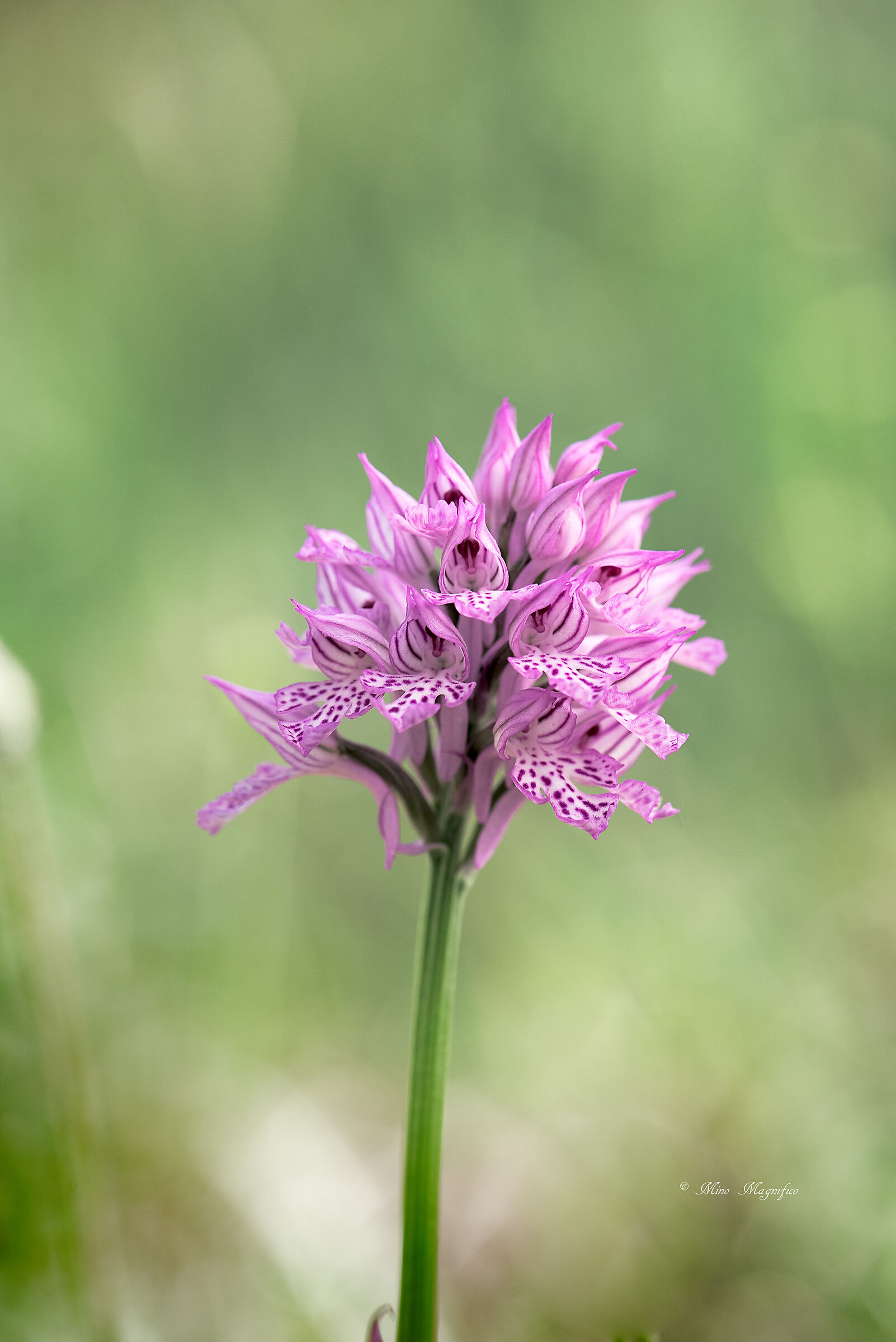 Neotinea Trridentata