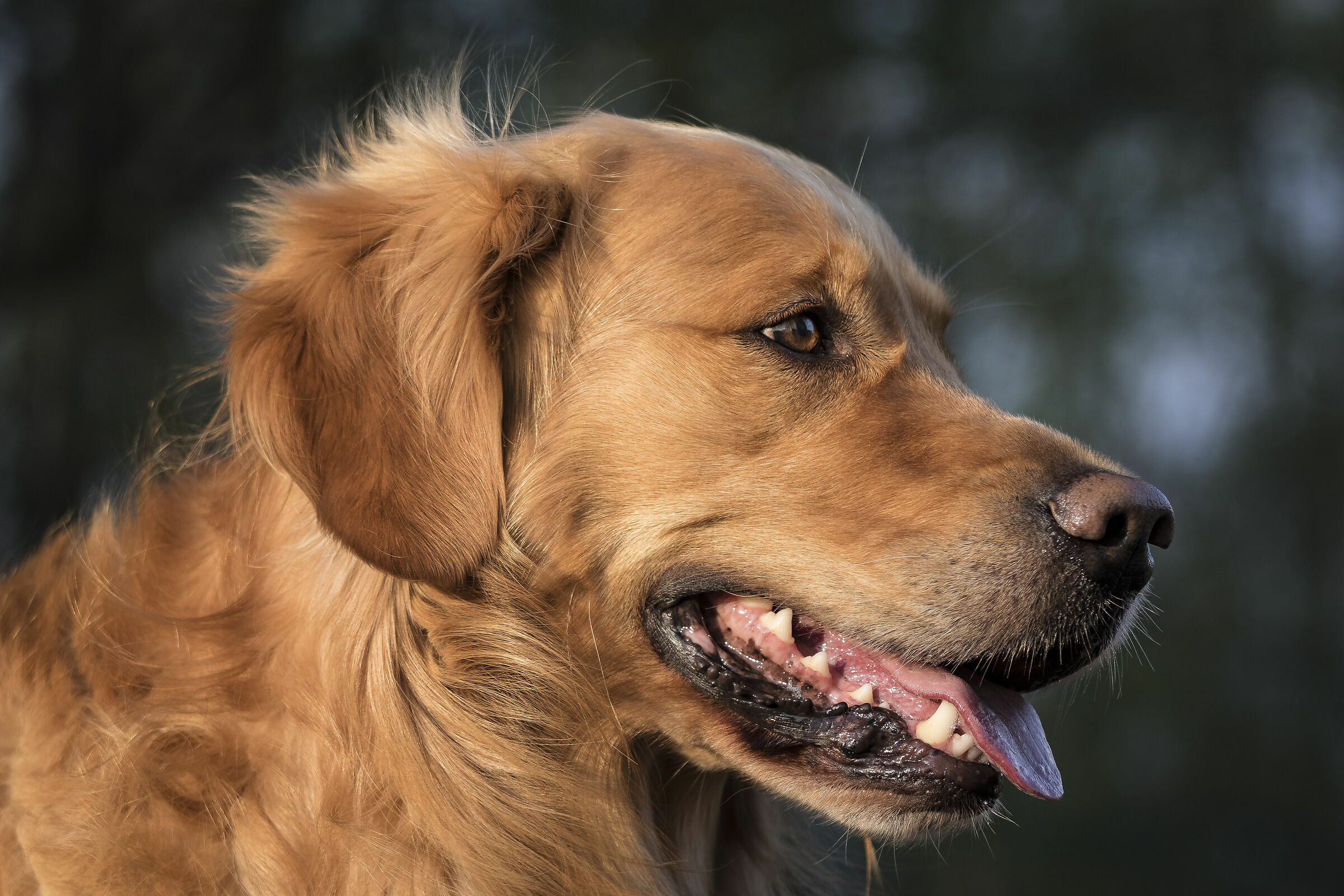"Chuck" il Golden Retriever