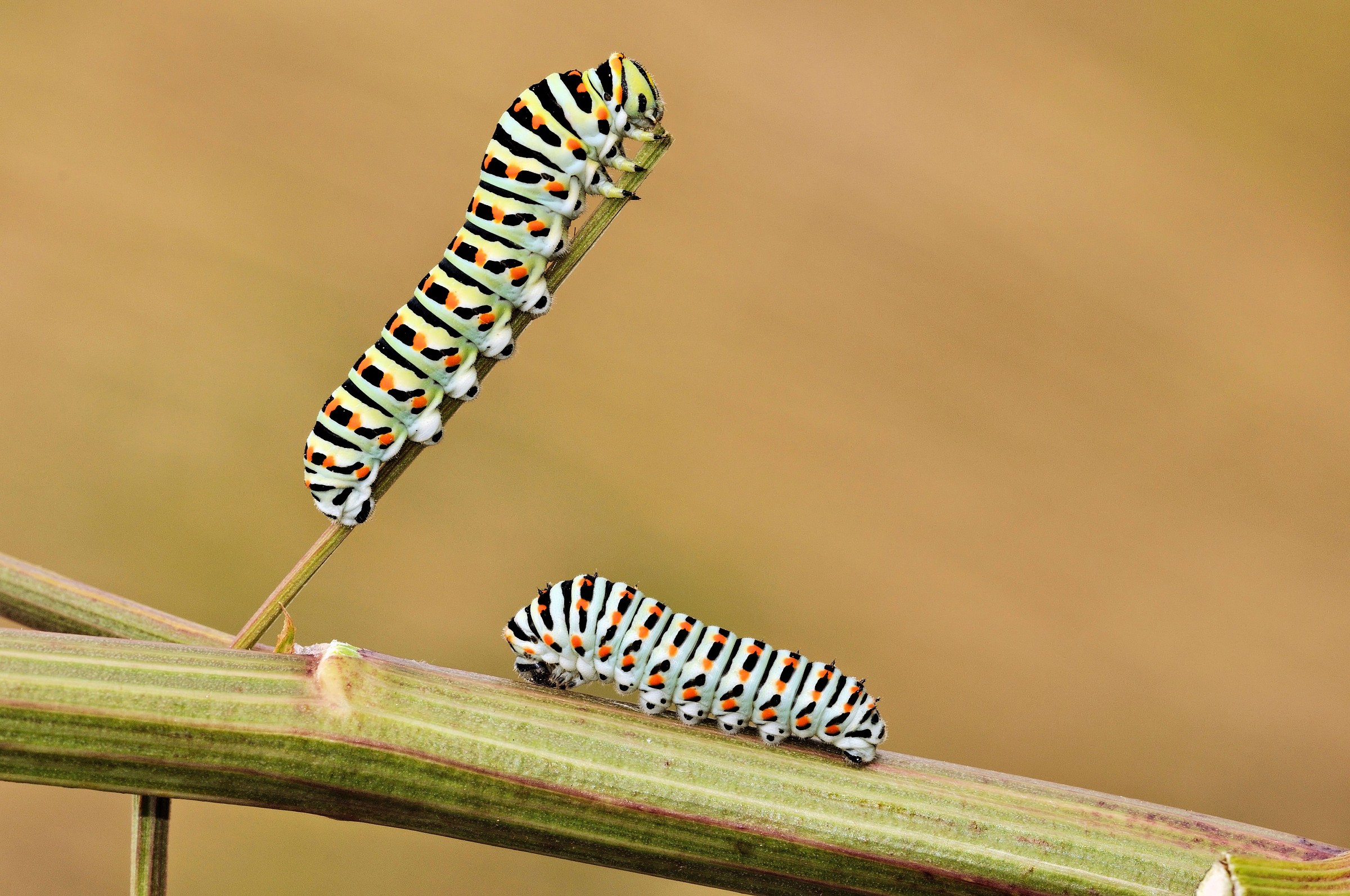 Diritto di Precedenza