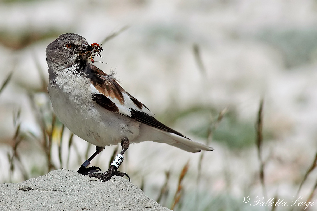 Chaffinch (Montifringilla nivalis)