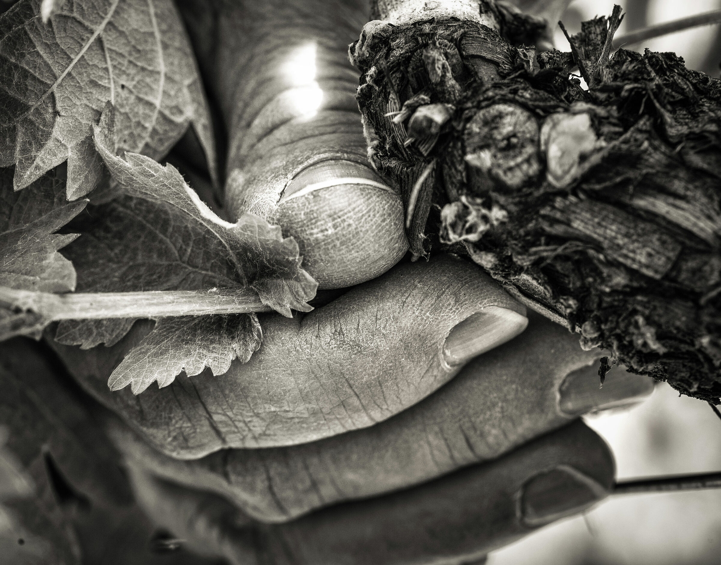 The choice of the bud