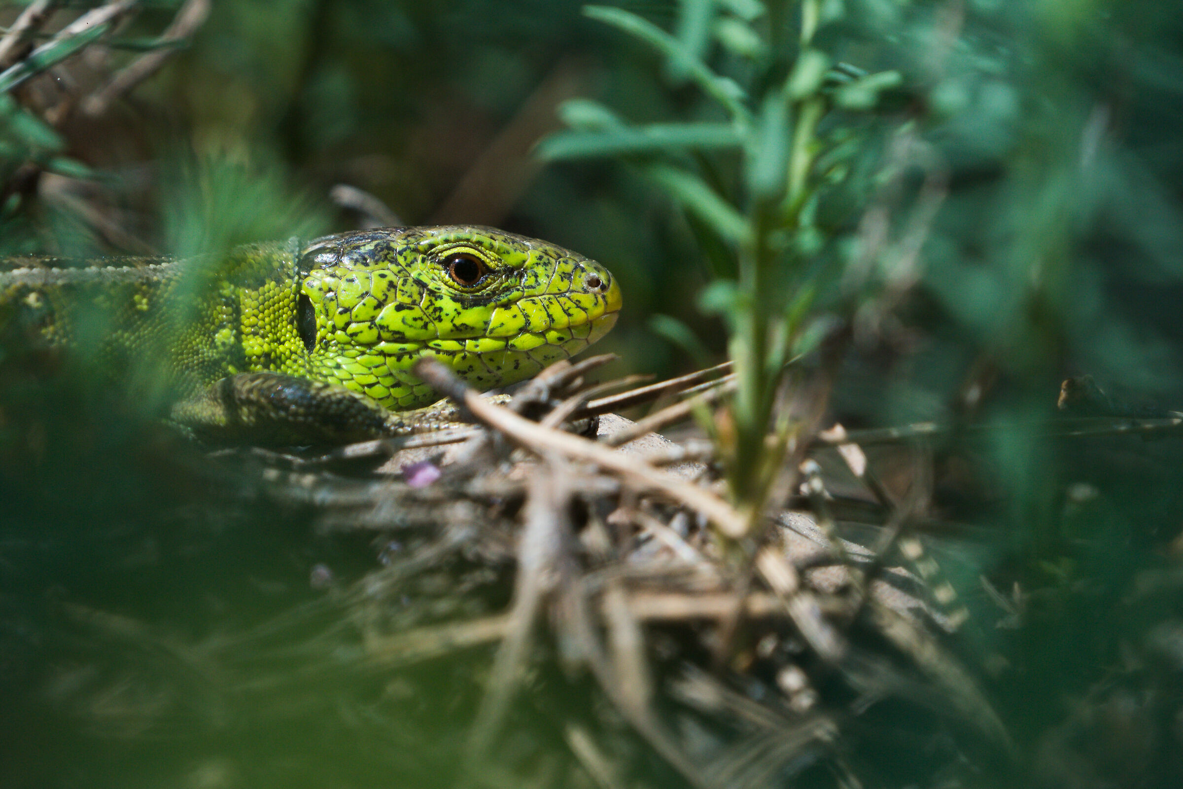 Sand lizard (Lacerta agilis)