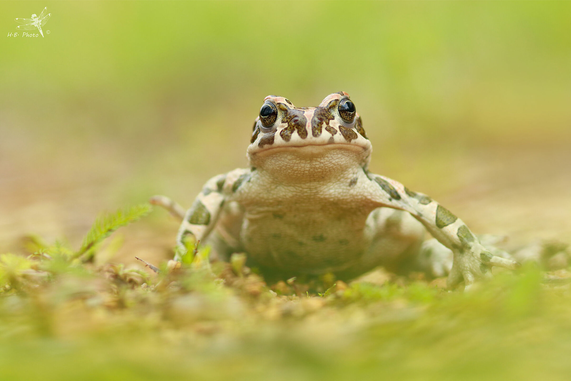 Bufo viridis, femmina
