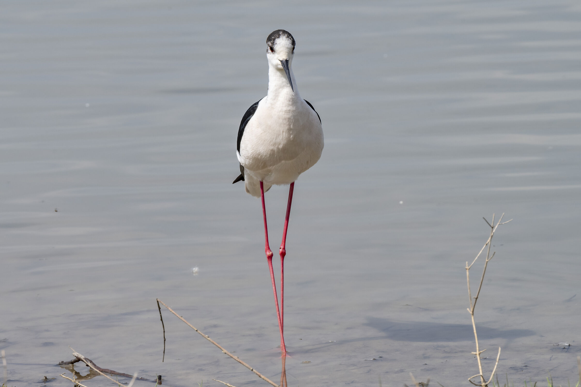 The elegant Knight of Italy