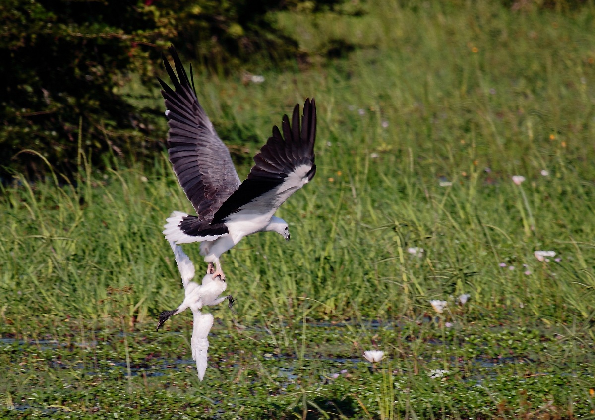 aquile di mare con ibis preda