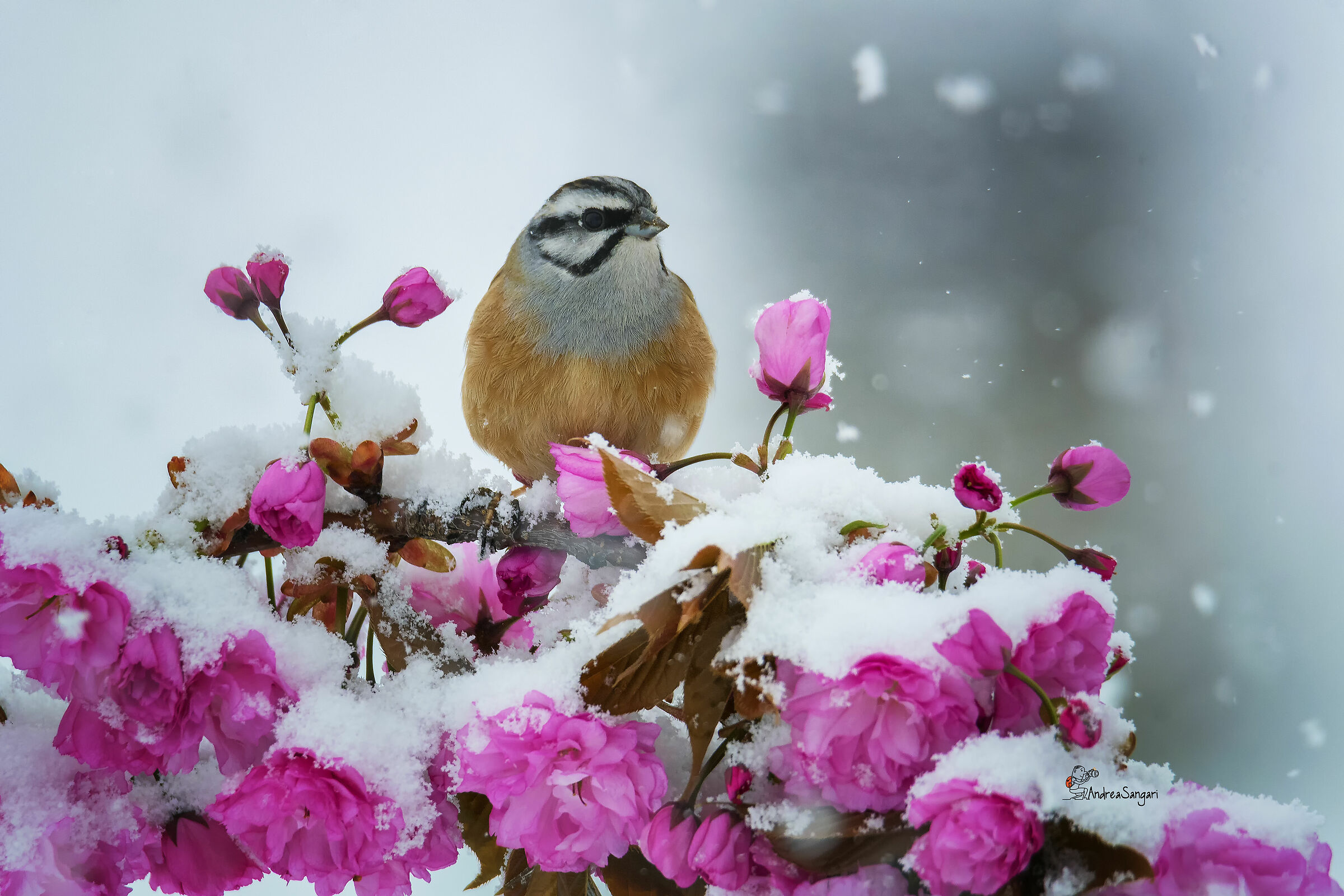 The Mucciatto in the snow