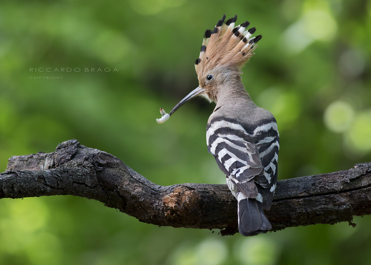 Hoopoe