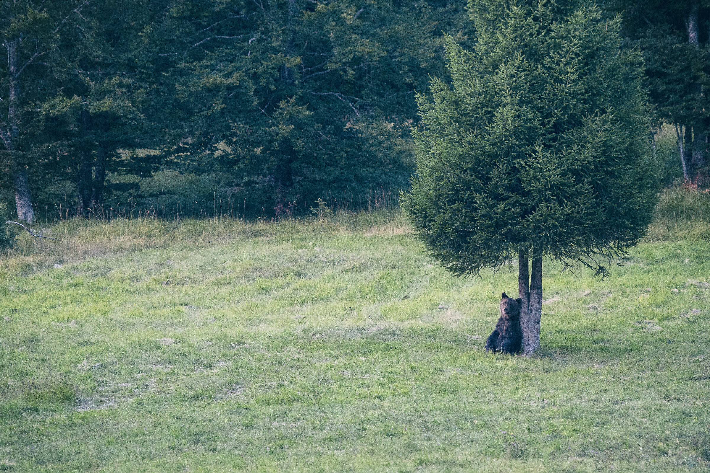 Seduto sotto un albero...