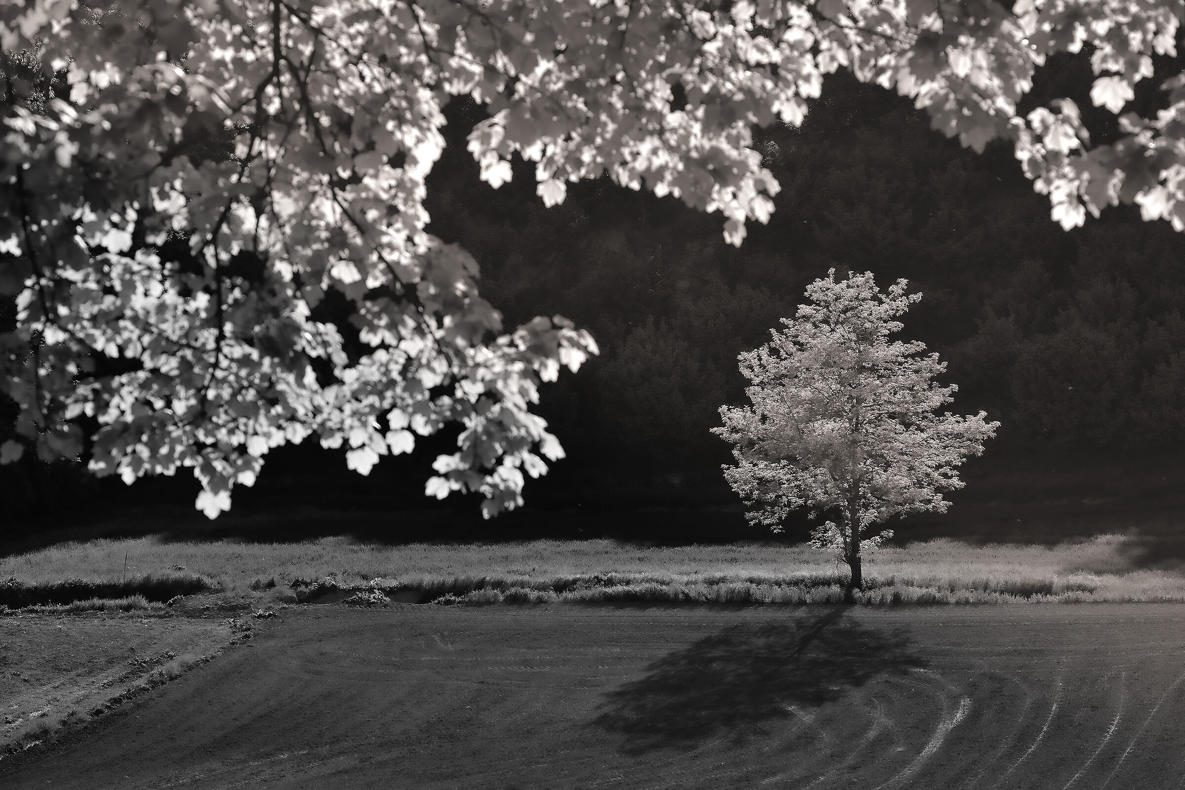 Luce dura in Monferrato