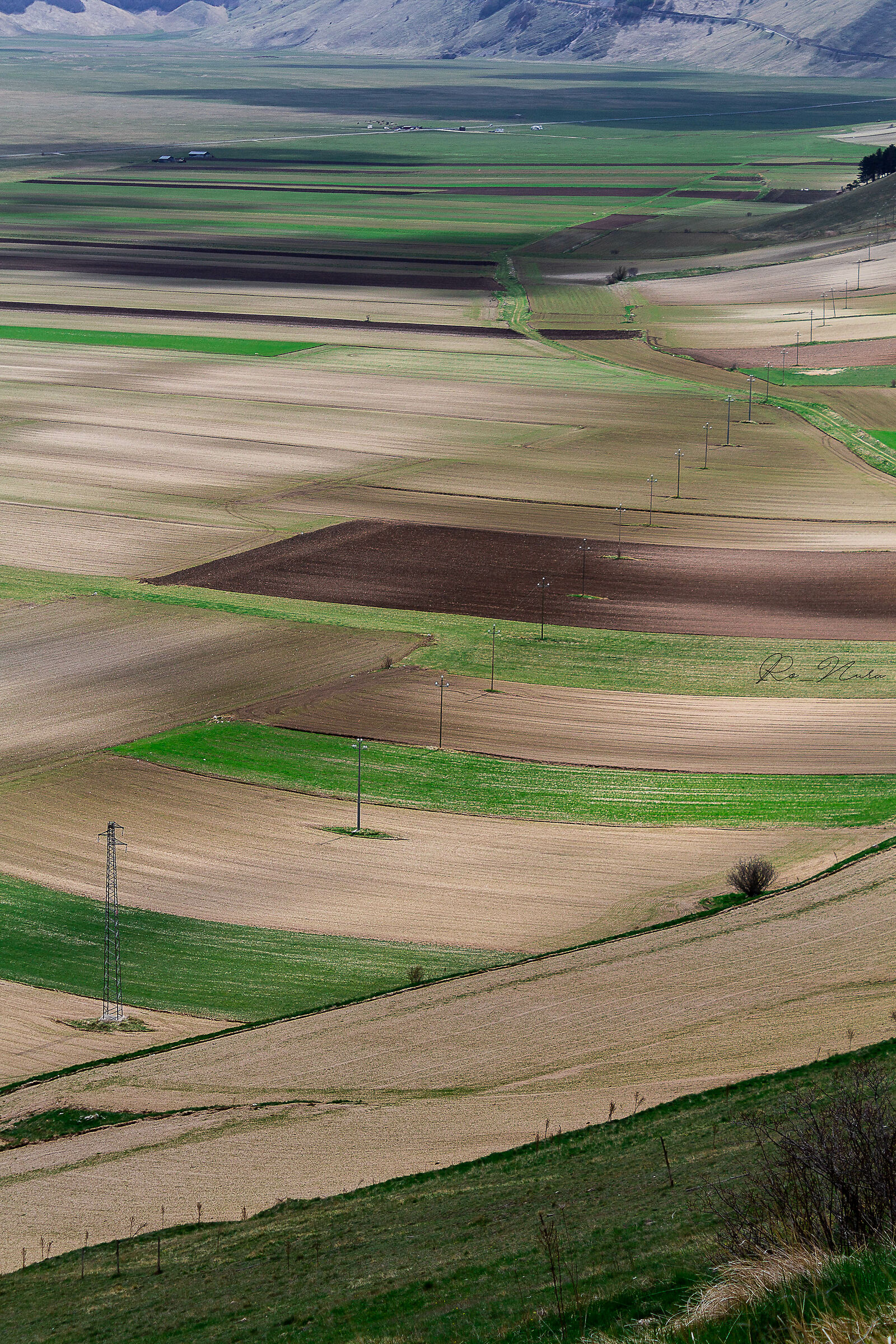 fioritura work in progress