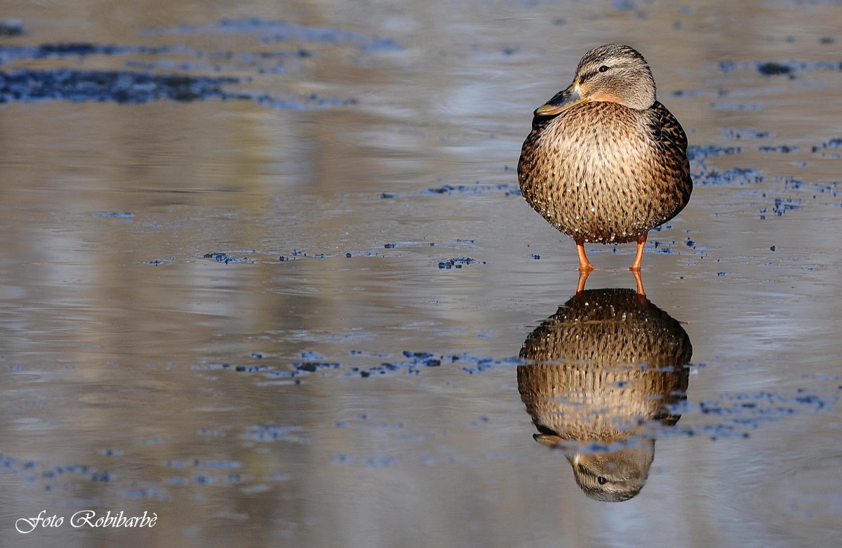 Germana....petto in fuori....