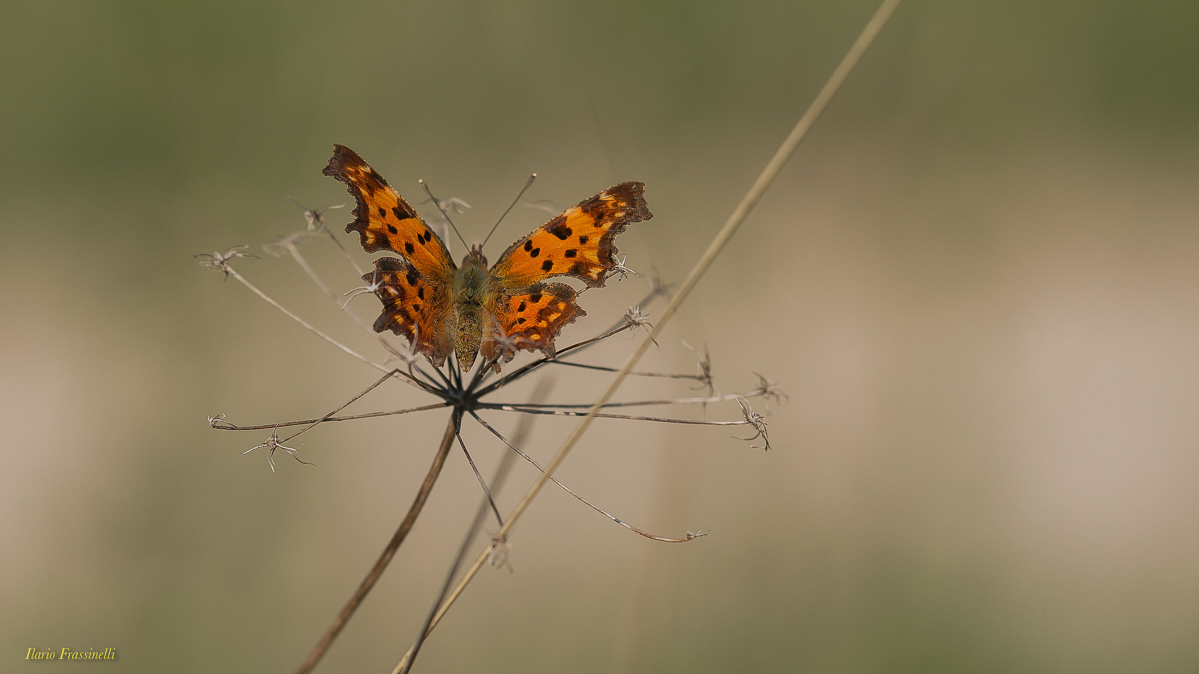 POLYGONIA AEGEAN