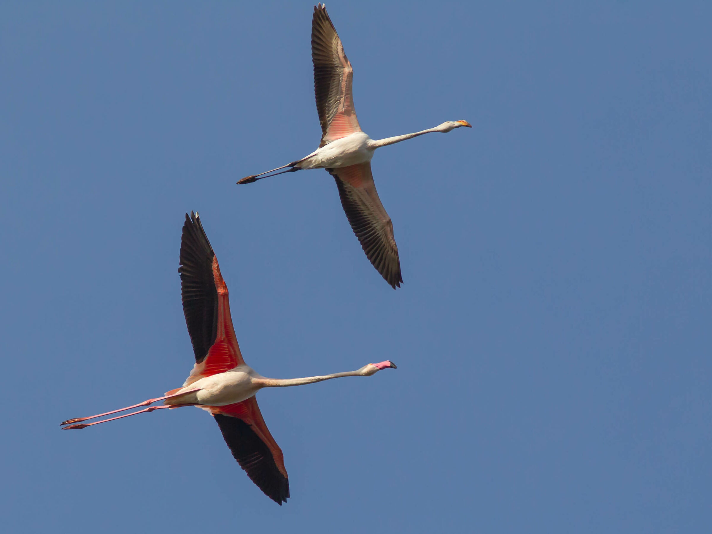 In pairs