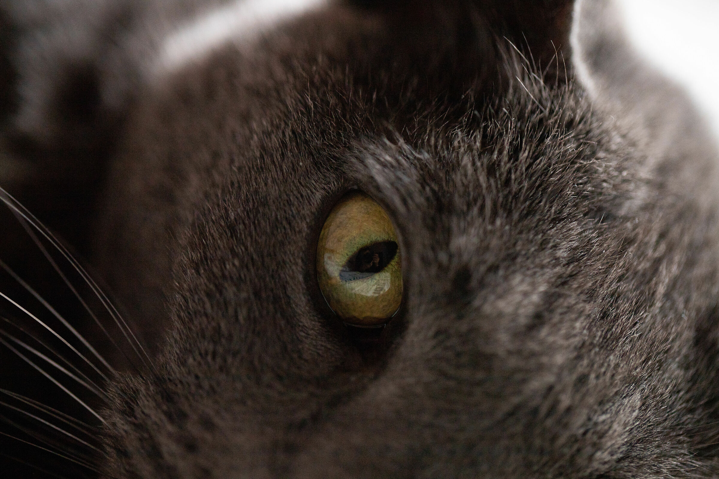 The Eye of the tiger