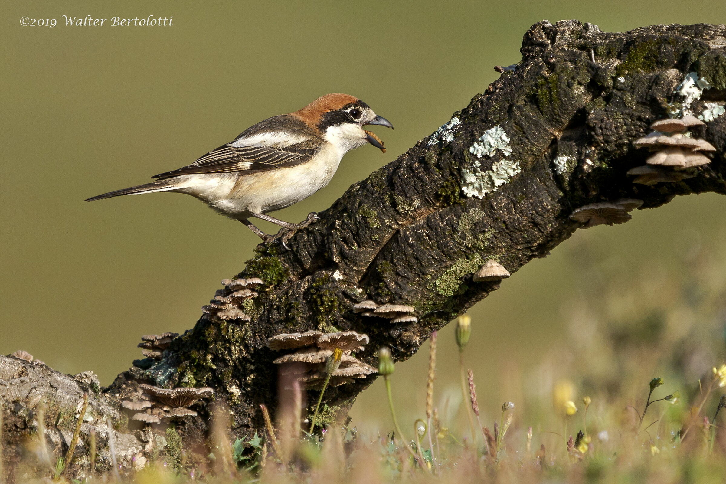 un buon boccone per l'averla