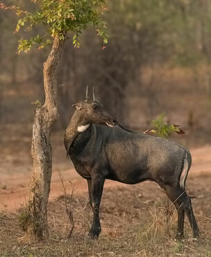 Boselaphus tragocamelus