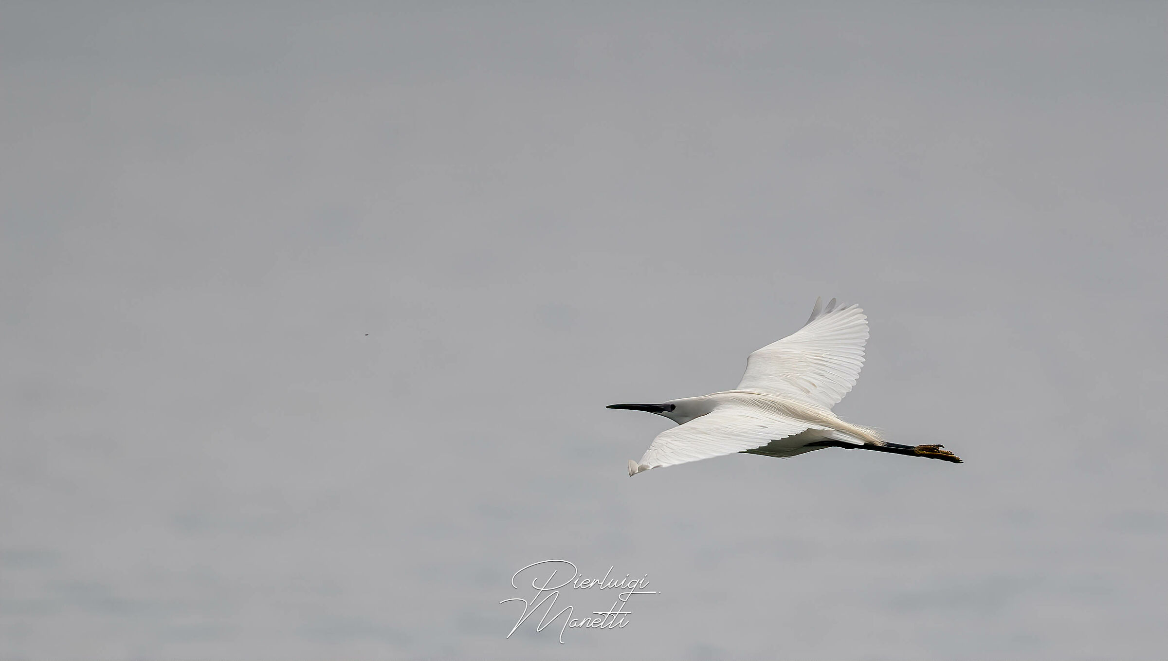 Garzetta in volo sul Lago di Bolsena