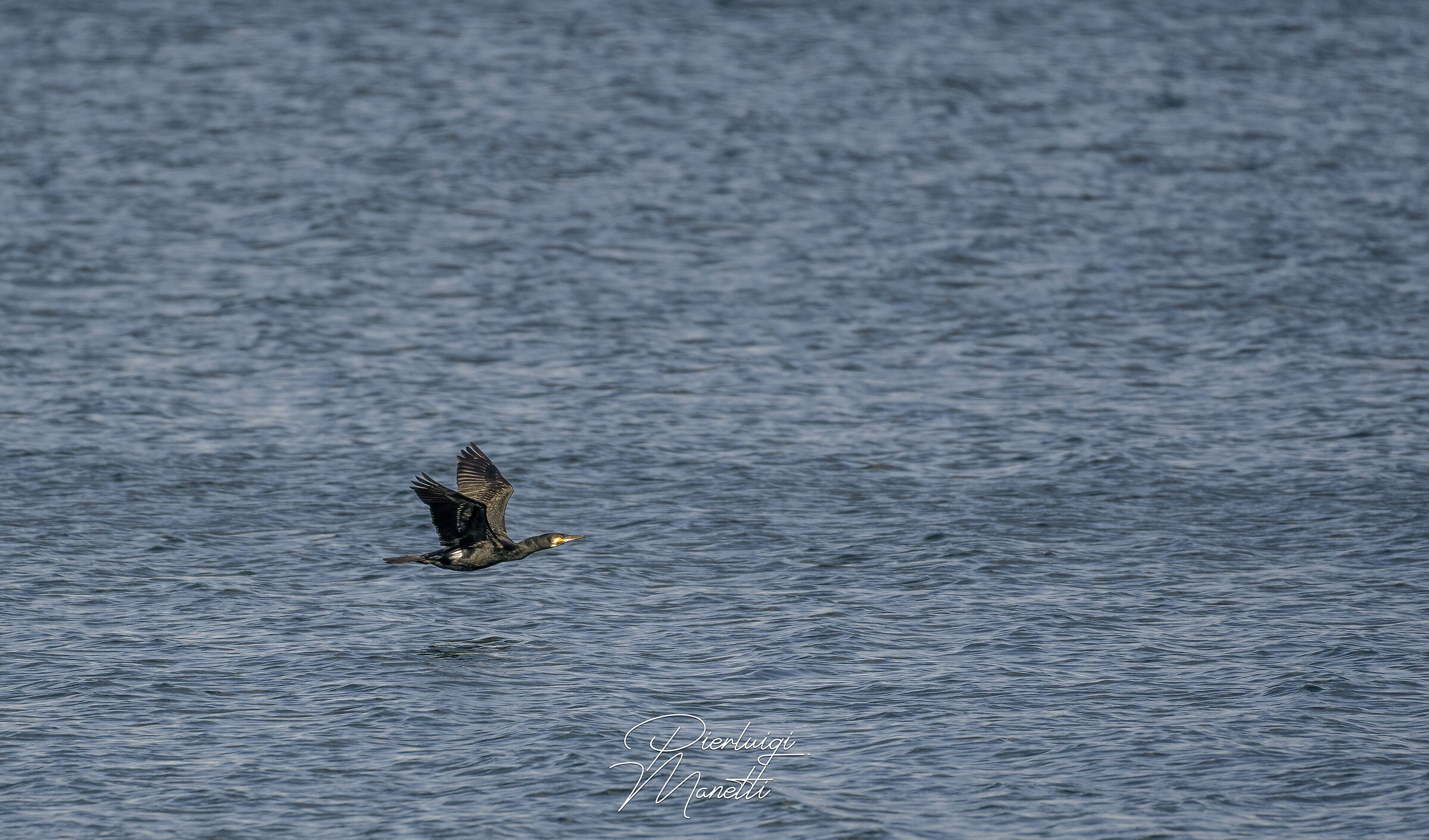 Cormorano sul Lago di Bolsena