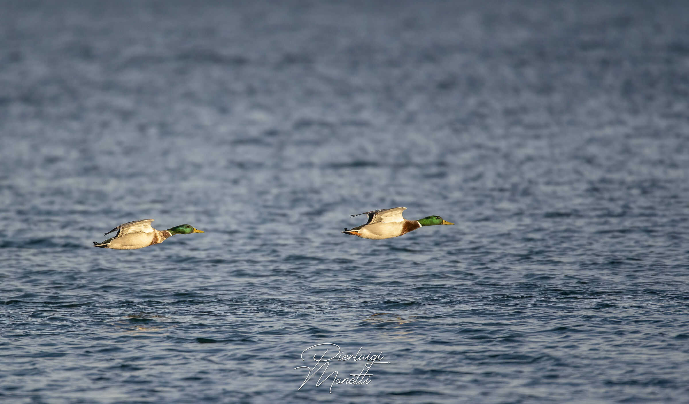 Germano Reale, Sincronizzazione perfetta