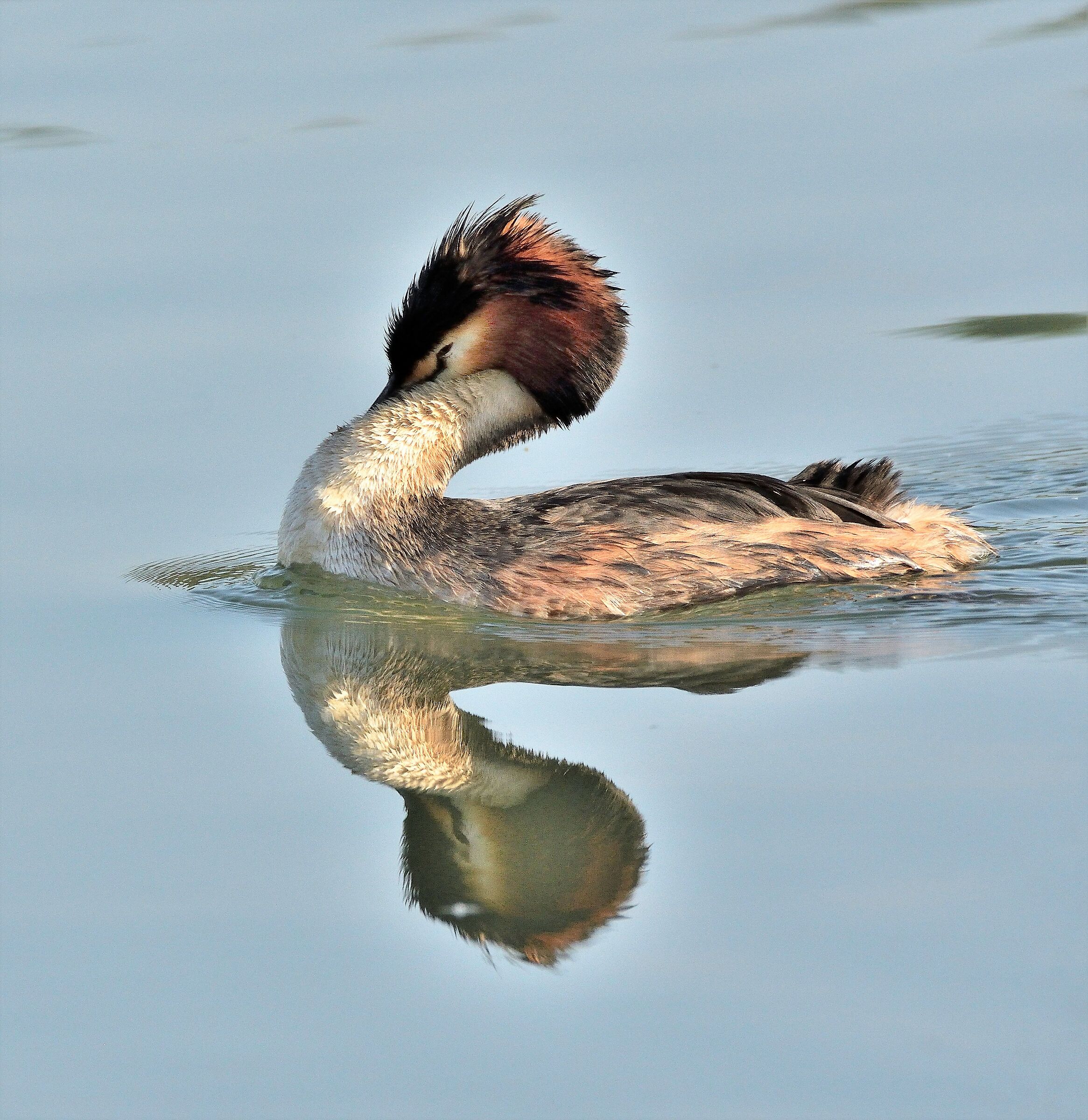 Major Crested Grebe