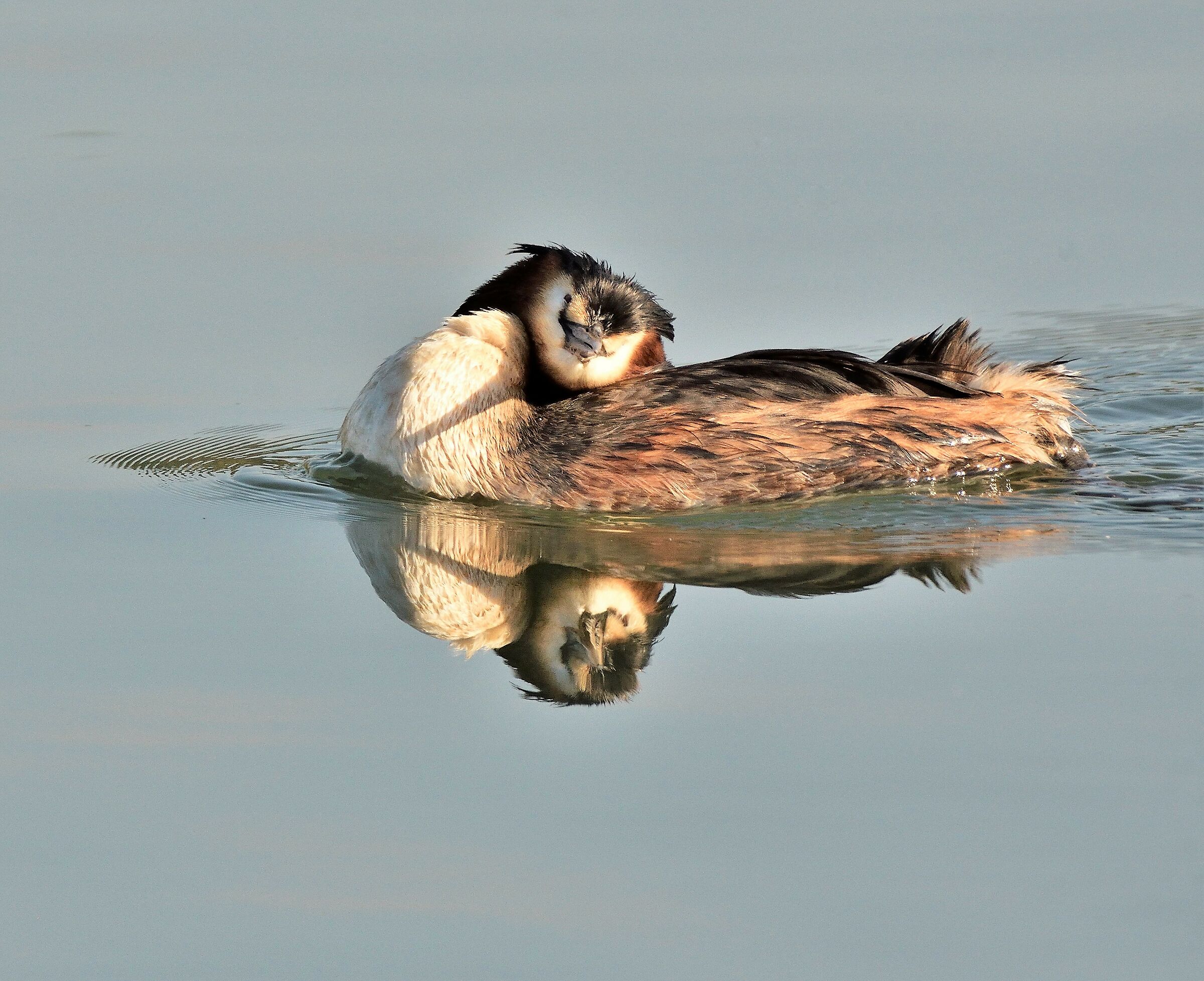 Major Crested Grebe-what tenderness