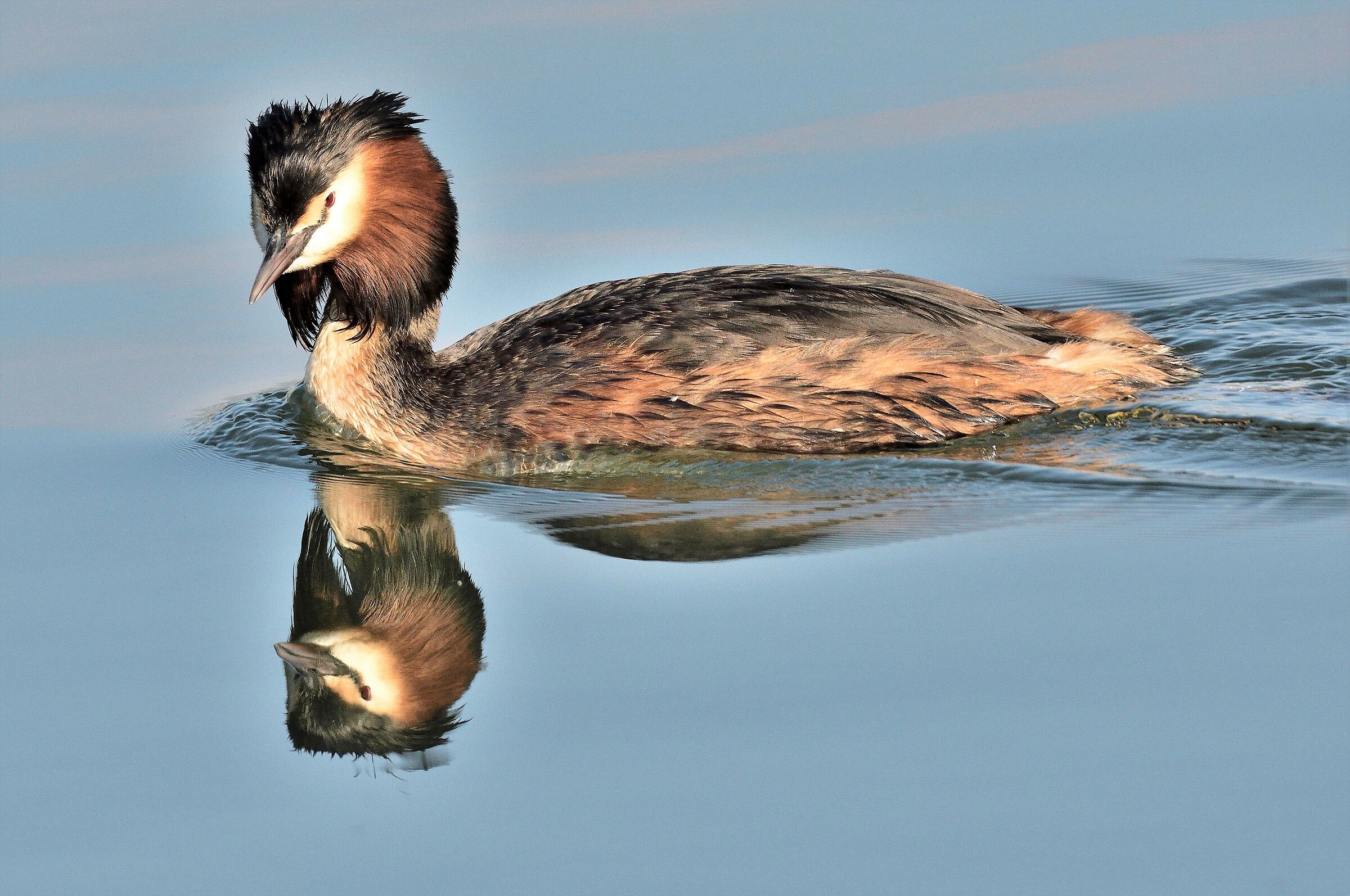 Major Crested Grebe