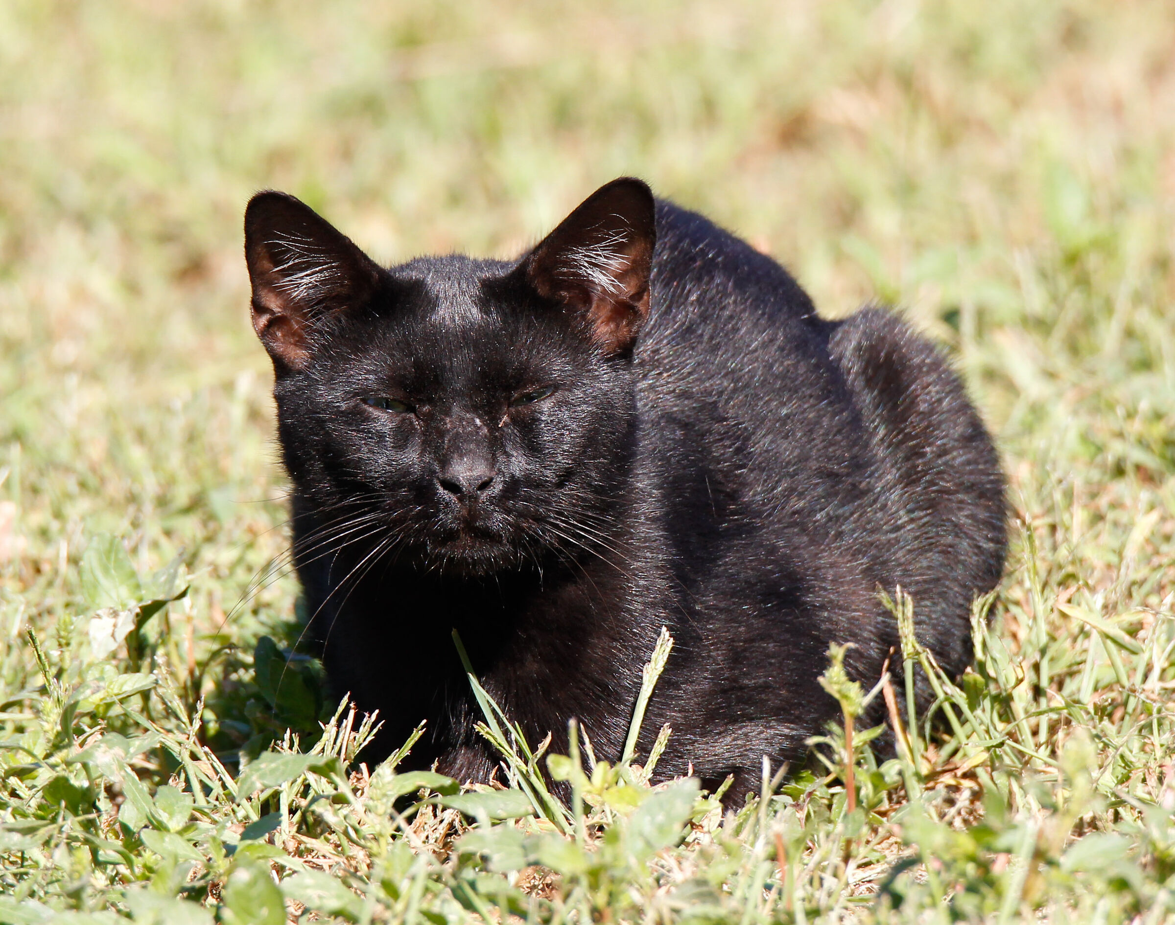 IL Don Giovanni della campagna