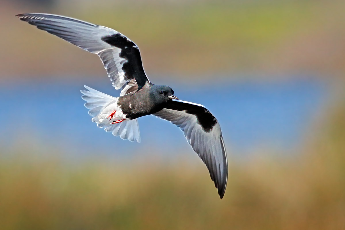 Mignattino alibianche