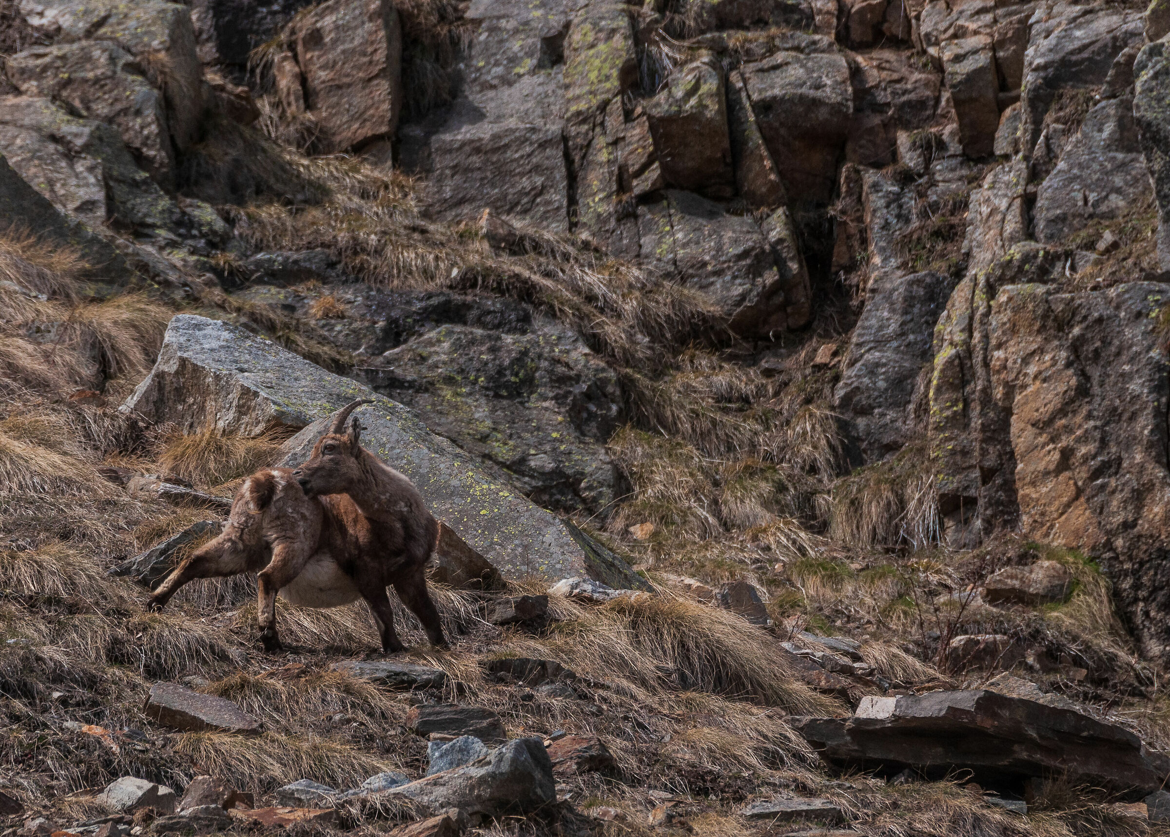 Mama Ibex
