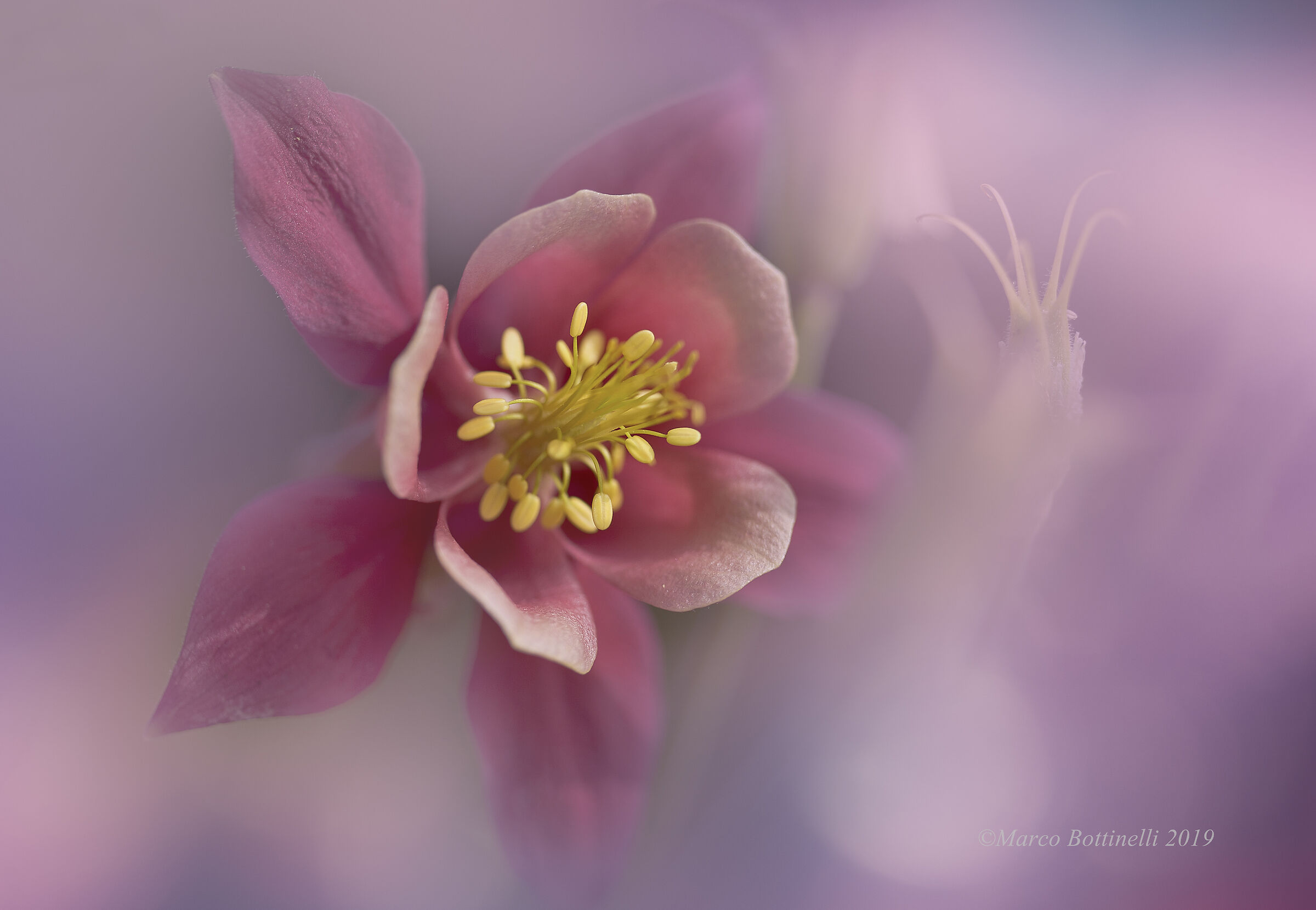 Aquilegia