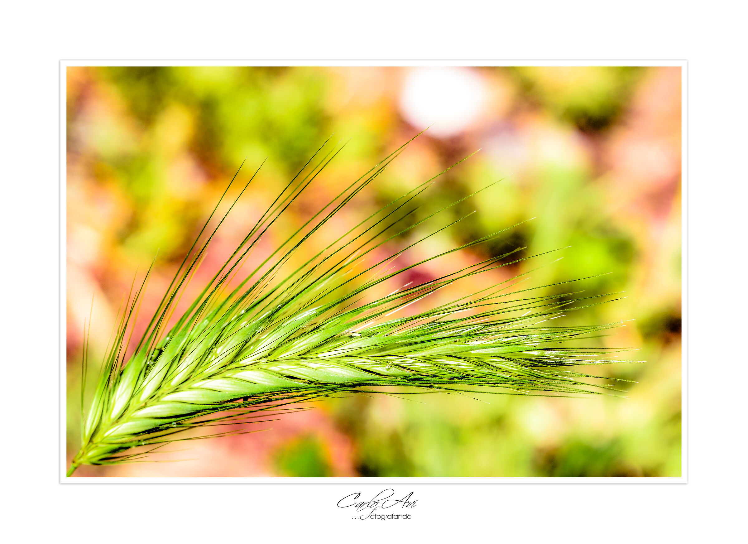 Maggio ...i colori della primavera