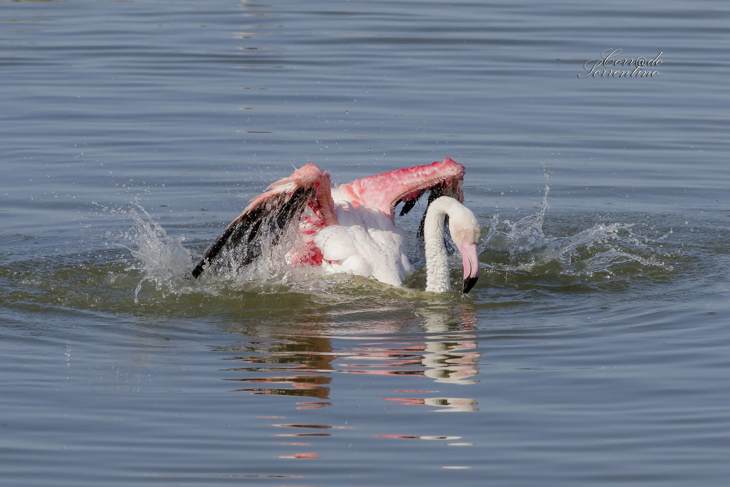 Il bagnetto del fenicottero