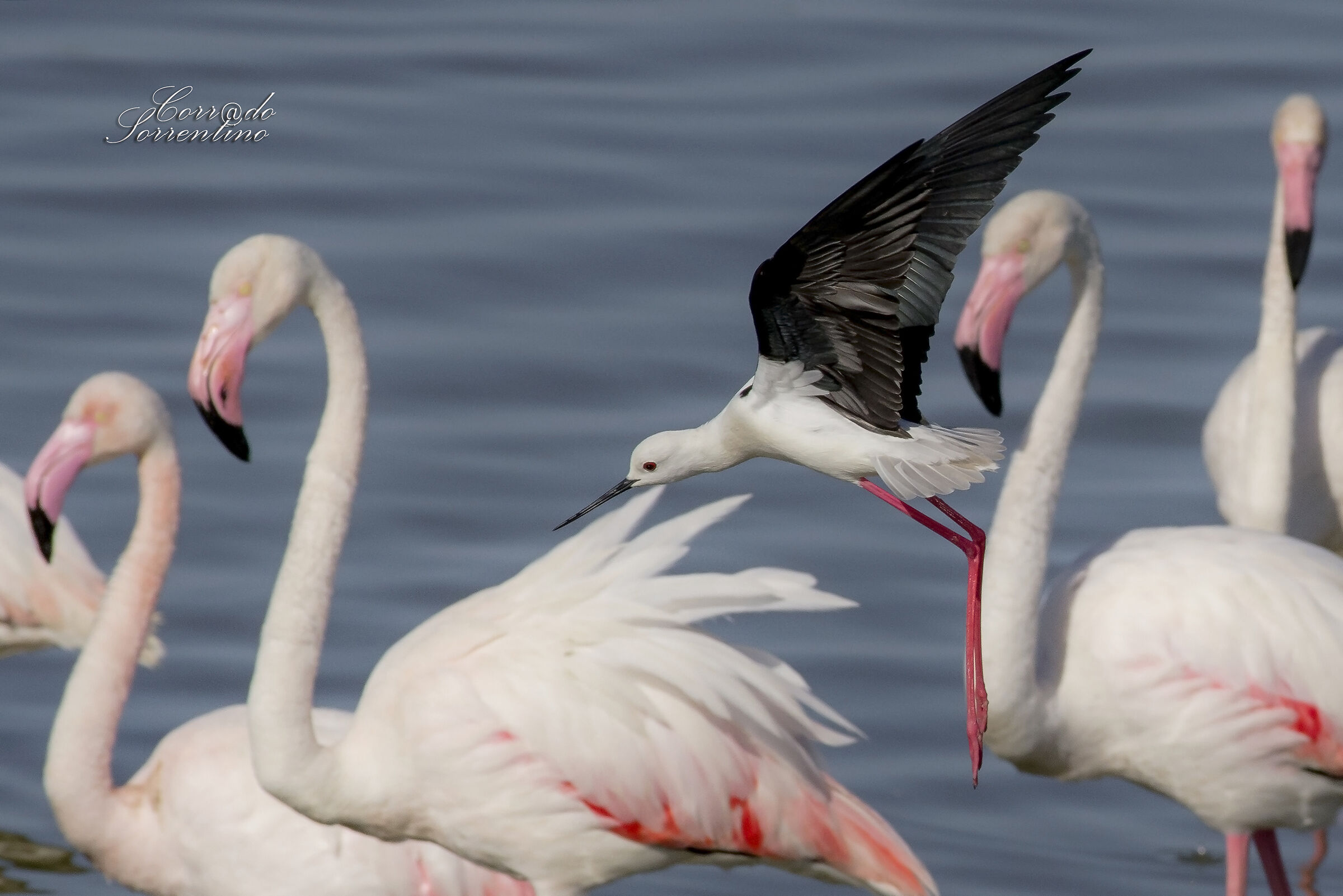 A knight among the flamingos