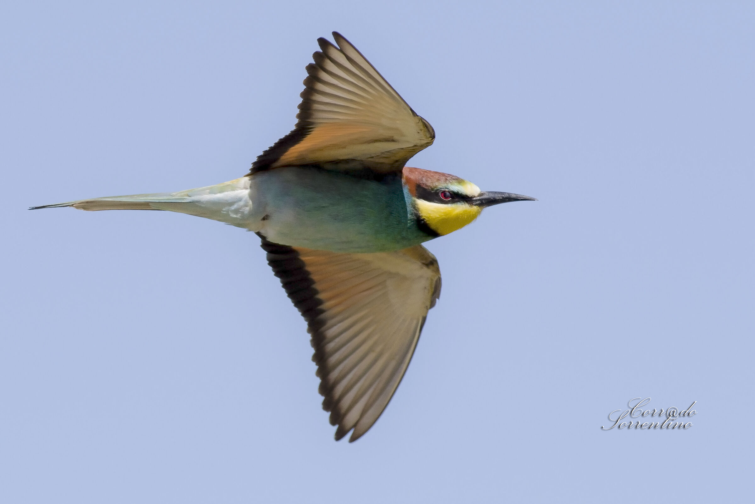 Bee-eater
