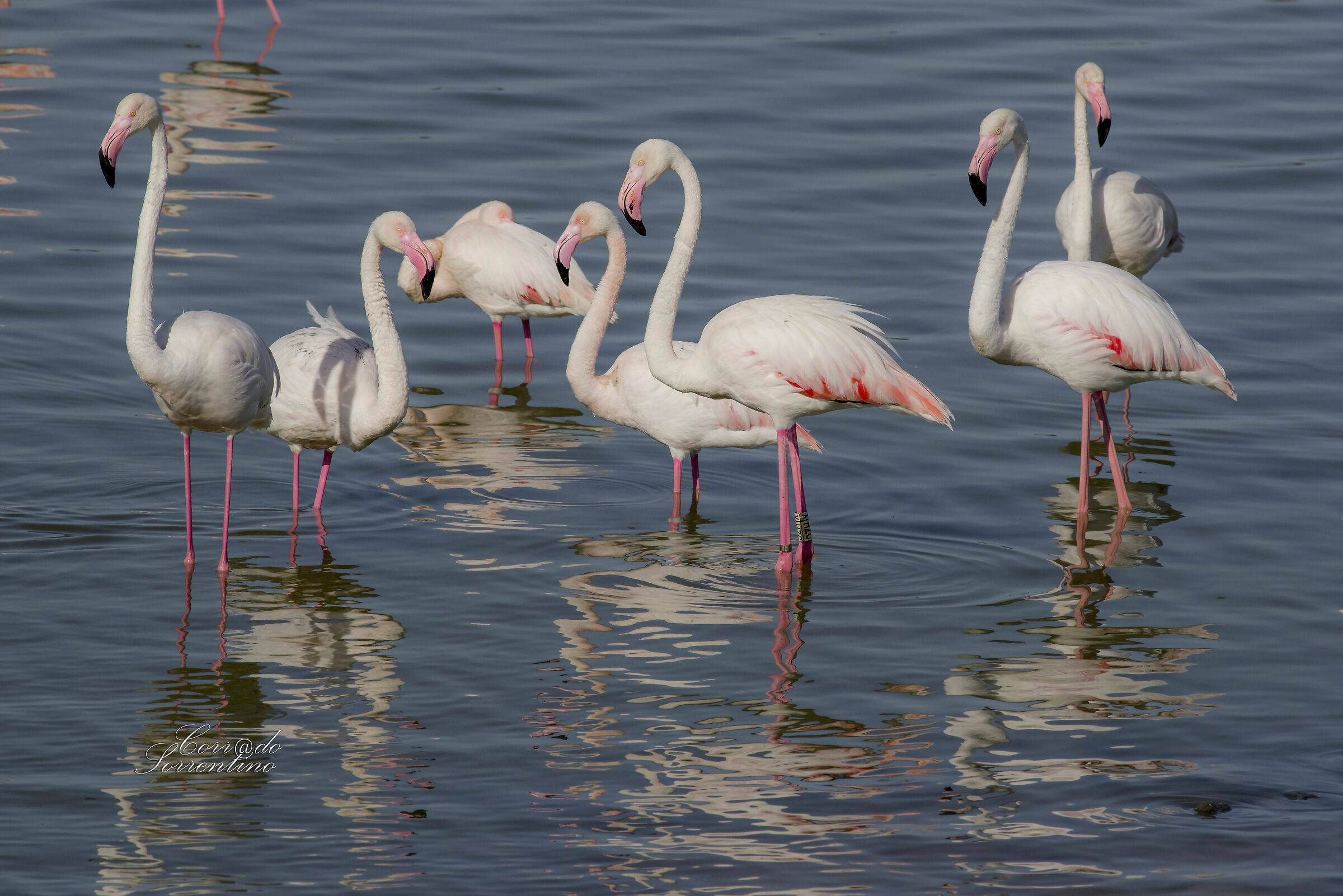 A handful of flamingos