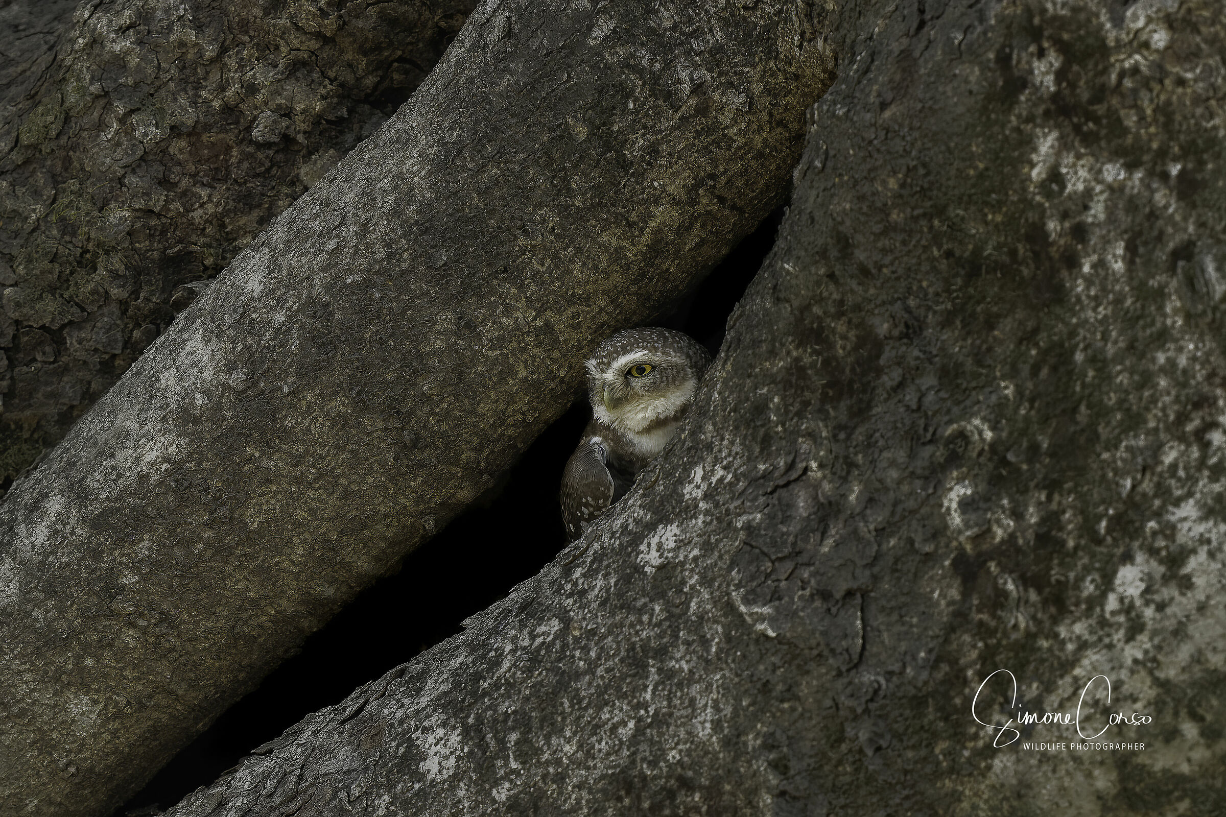 Civetta in un anfratto