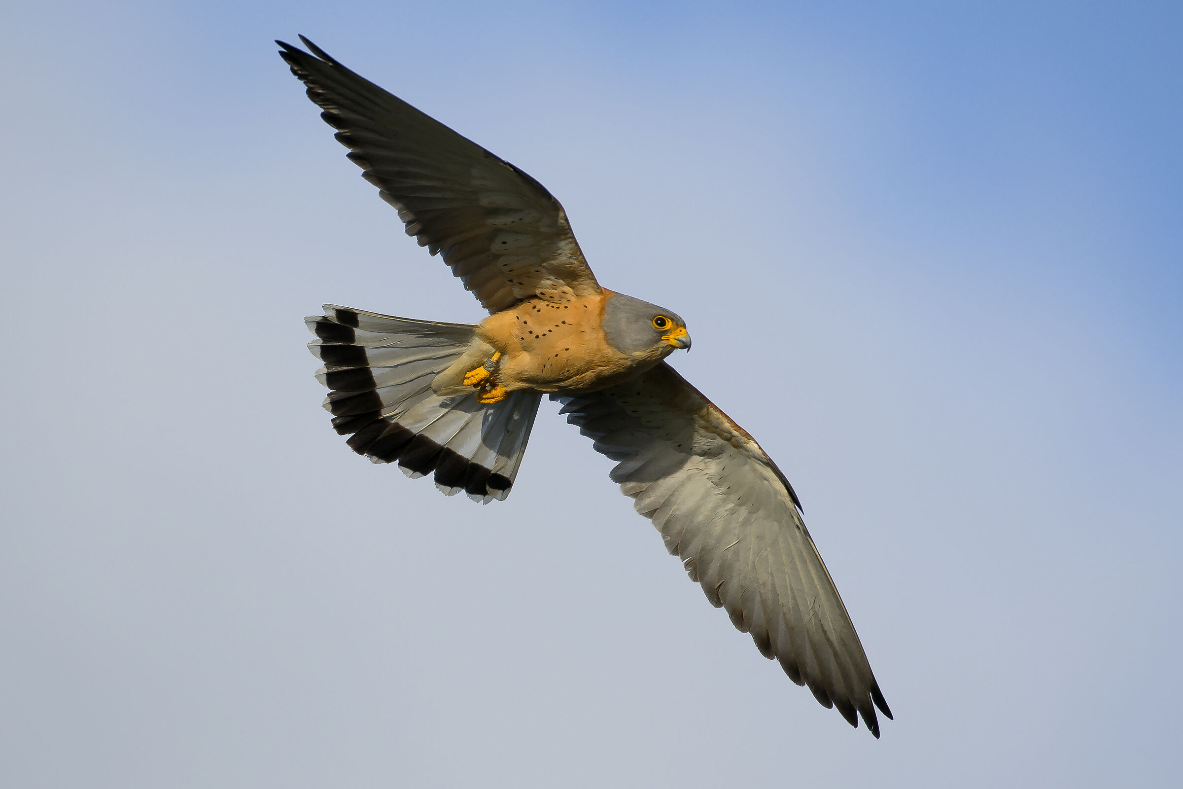 Grillaio (Falco naumanni)