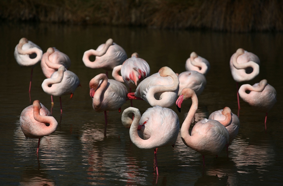 Flamingos