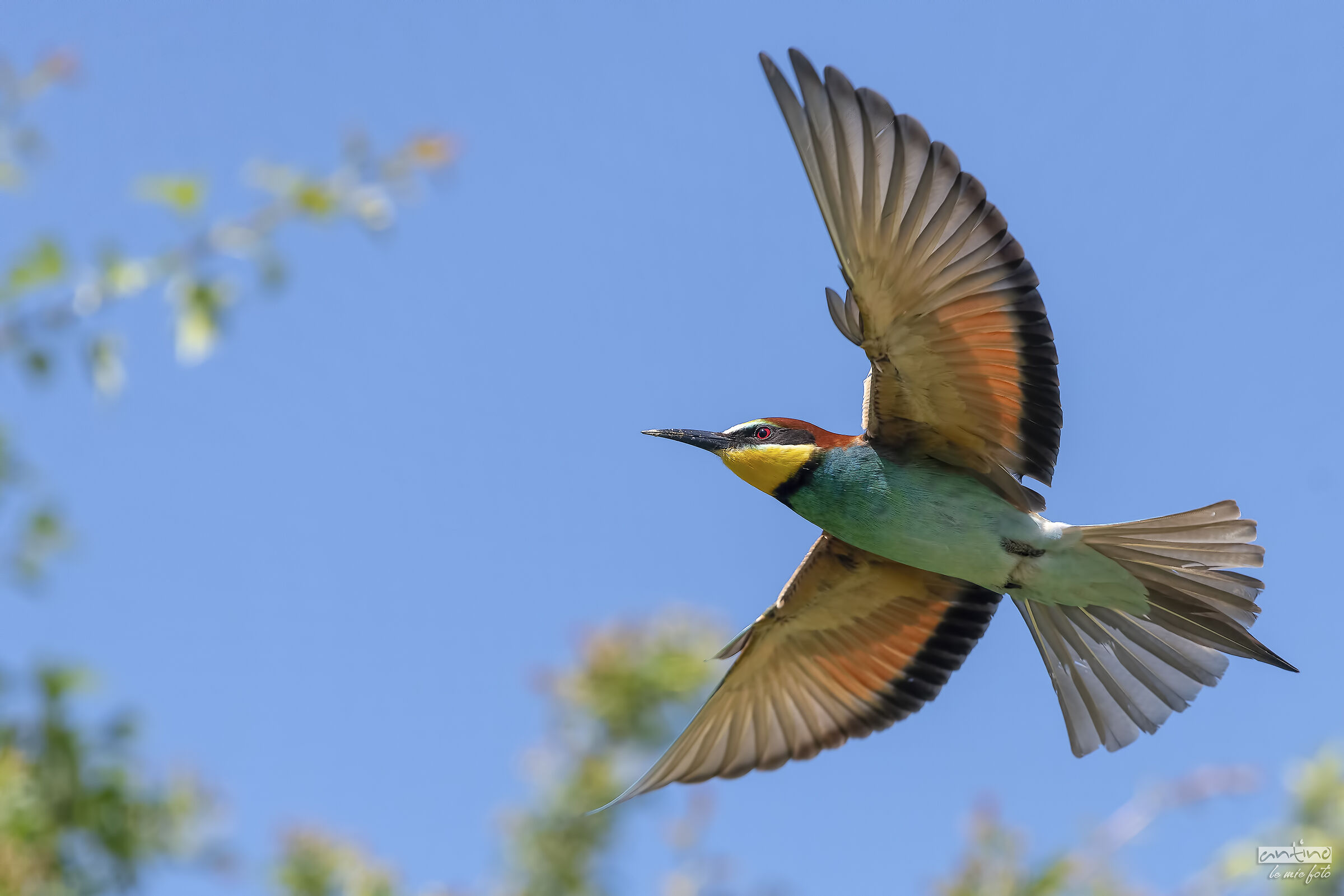 Bee-eater
