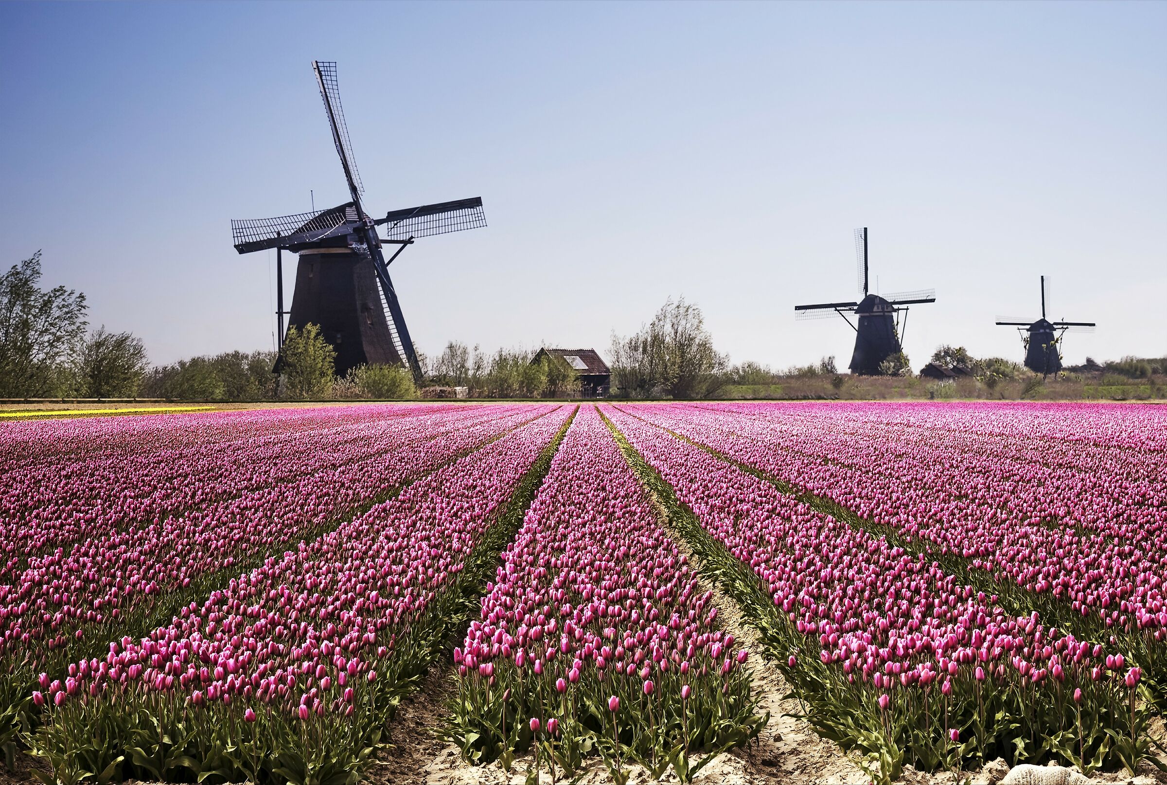 The symbols of Holland