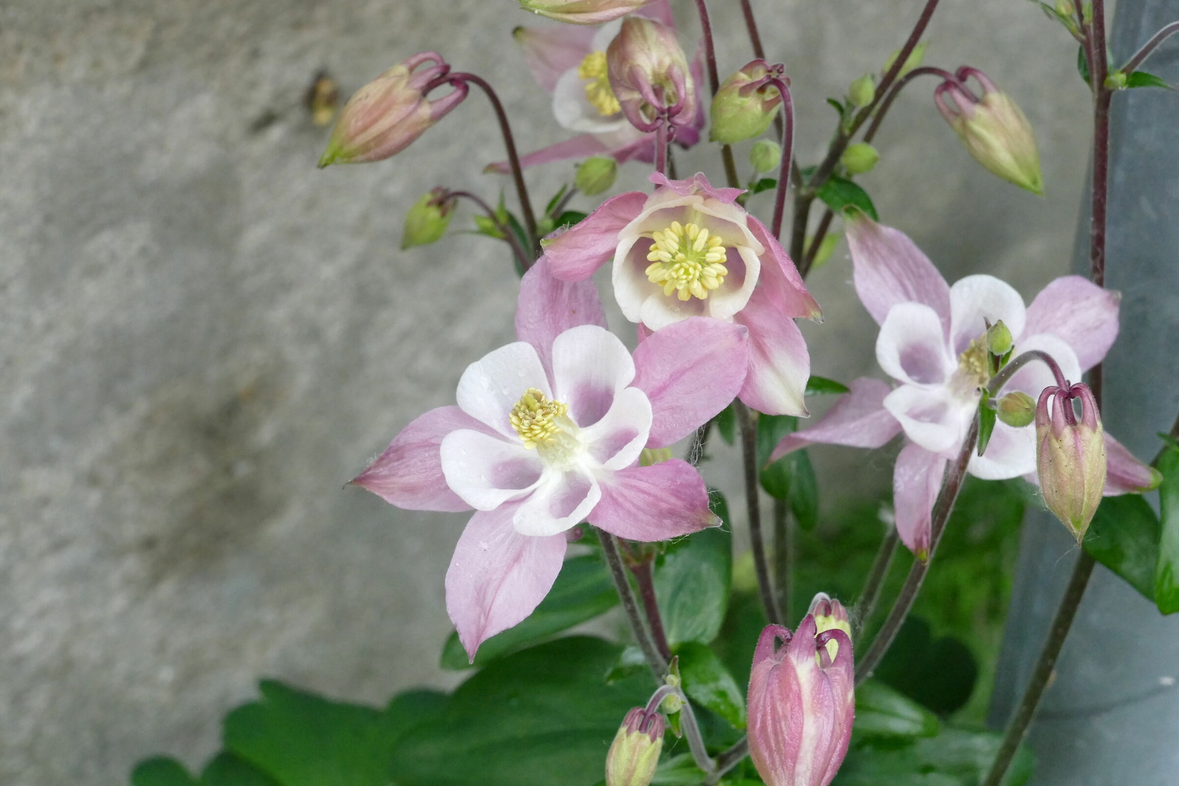 aquilegia Vulgaris L,