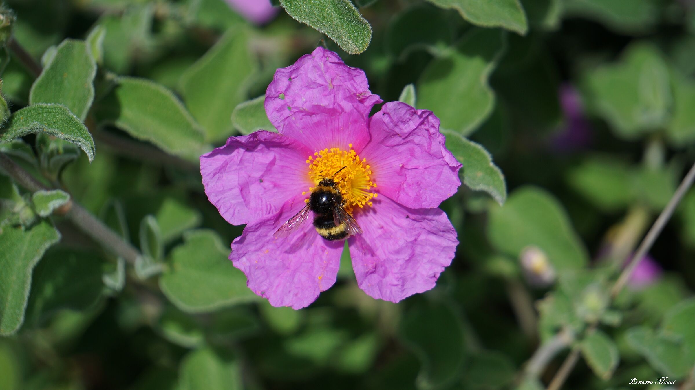 Un Profondo Amore Reciproco, per la Vita
