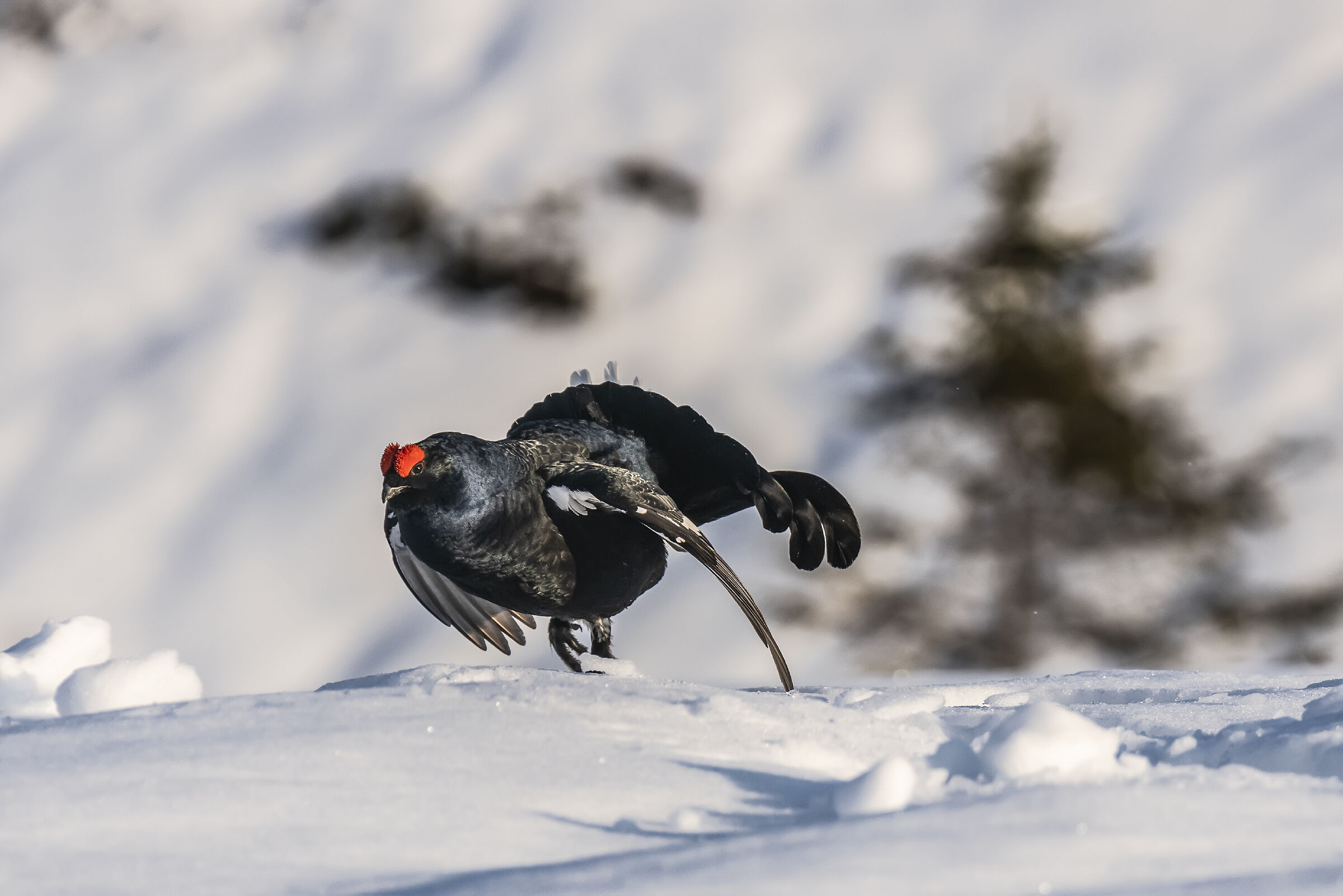 Gallo forcello in balzo